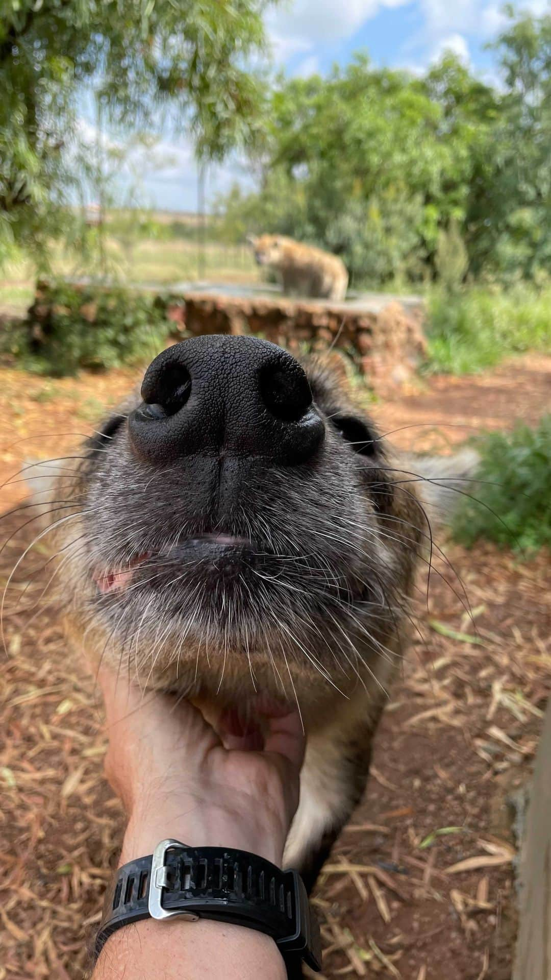 Kevin Richardson LionWhisperer のインスタグラム