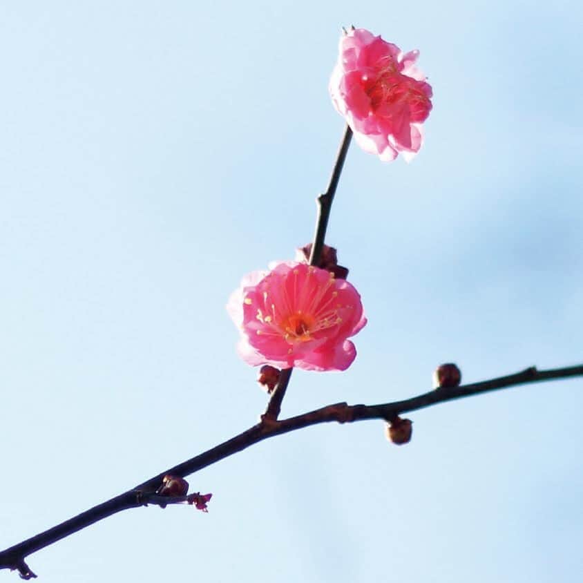 Depth_TECHNOLOGYのインスタグラム：「近所の公園で梅の花が開いているのを見つけました。  梅の花言葉には「不屈の精神」「忍耐」という言葉があるそうです。まさに今の我々へのメッセージのよう。。。  梅の開花は、まだ冷たい風が吹き雪が降るような季節に、春の気配を感じさせるように花の見頃を迎えます。  春は待ち遠しいですが、より美しい華やかな春を迎えるその前には忍耐も必要ということかもしれません。」