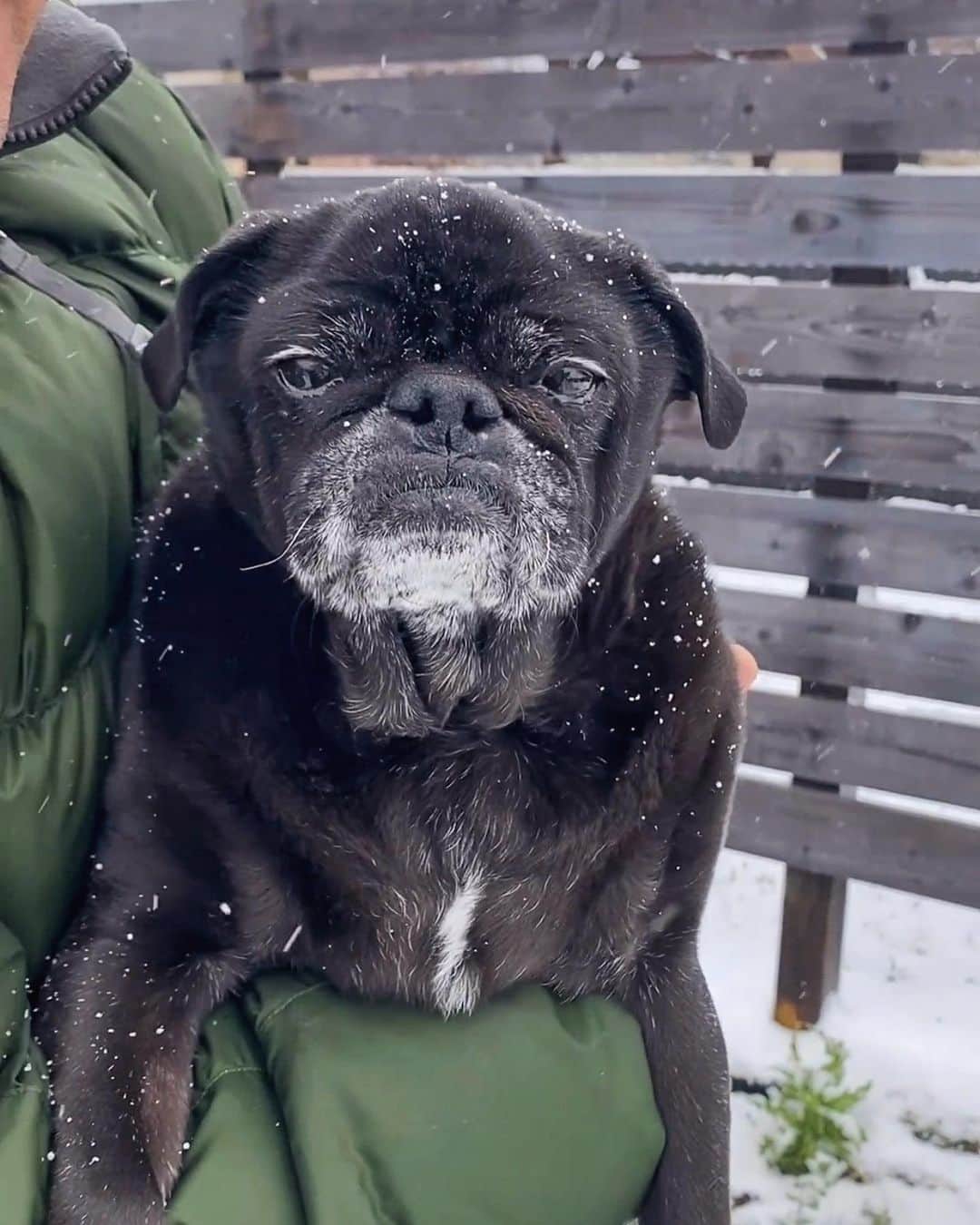 ロッコのインスタグラム：「This was Weldon and Ella’s first time in snow and boy did they hate it. It wasn’t Nikos first time and she seemed almost a little too happy when making yellow snow 😊 . . . #Ohmyweldon #pug #puglife #pugstagram #pugsofinstagram #dogsofinstagram #weeklyfluff #theweekoninstagram #austindogs #dogsofbark #thetomcoteshow #teampixel #atx #buzzfeedanimals #speakpug」