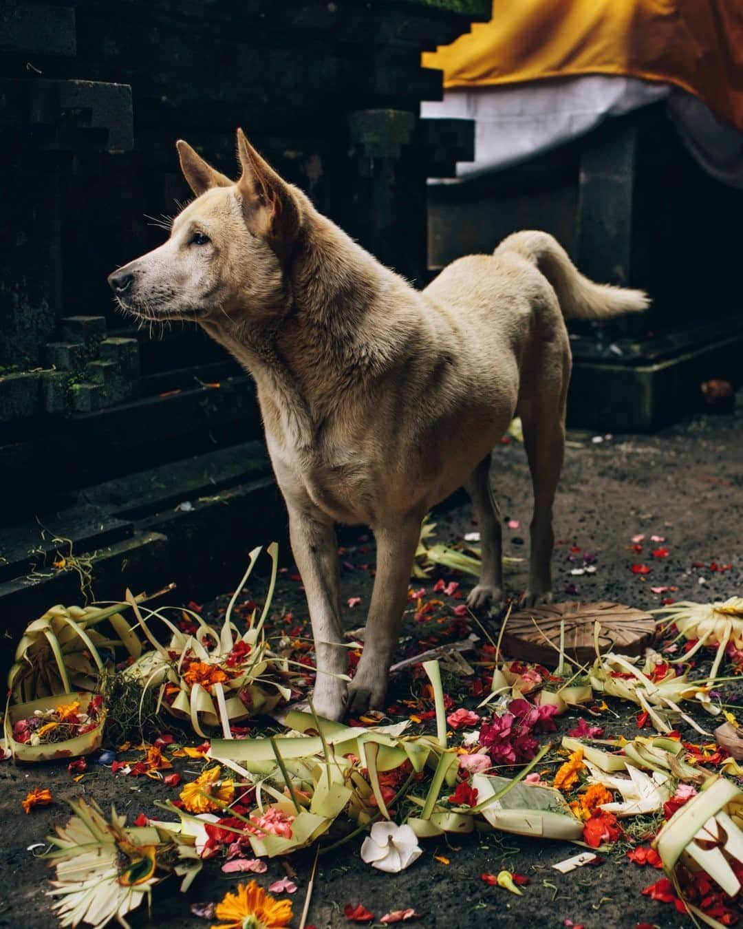 National Geographic Travelさんのインスタグラム写真 - (National Geographic TravelInstagram)「Photo by @joshuacogan / At Pura Besakih, Bali’s most revered temple, a dog stands among the remains of offerings left behind. Watching him for a while, I saw he scavenged a few treats, devouring some rice cakes and crackers. I have met many canines along the way like this furry friend. They live by their own terms, finding a good place to live with just enough abundance from those who pass through. Sometimes they are passing guides in the mountains keeping guard over camp, choosing to wander off near the end of your trek sooner than you’d like them to. Sometimes they have found an easier setup than other strays, with little competition, enough food from the land, and plenty of collective care.  I’ve developed a real love for tracking the life cycle of ephemeral blessings. These gifts aren’t meant to last beyond the moment. Like the flowers so often found in them, they are here for a brief and beautiful moment.  For more wanderings and pilgrimages, follow me @joshuacogan.」1月15日 8時36分 - natgeotravel