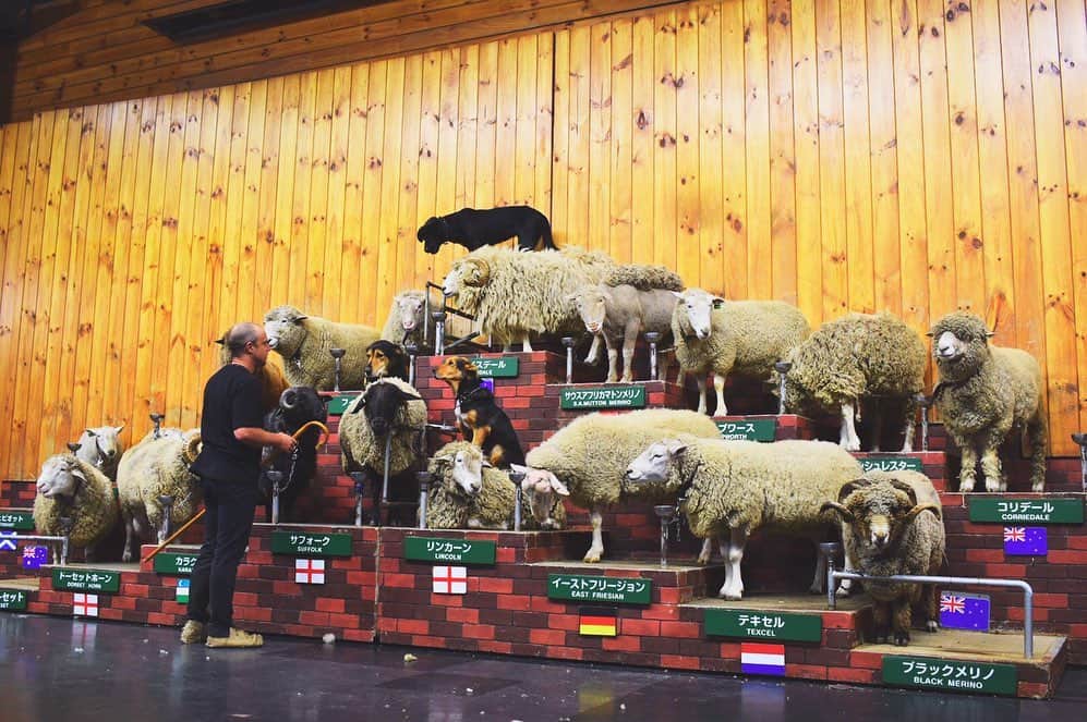 笠原美香さんのインスタグラム写真 - (笠原美香Instagram)「🐏×🐕 sheep & dog show!!!  羊の上を犬がかけまわる😳 なんてショーなんだ！と思っていたんですけど、放牧されて羊たちを追い込む時に、羊を落ち着かせたり、動かない羊を無理やり動かしたりする技のひとつで上に乗ることがあるんだそう。へぇ〜 #シープドッグショー」1月15日 8時48分 - mika.k419