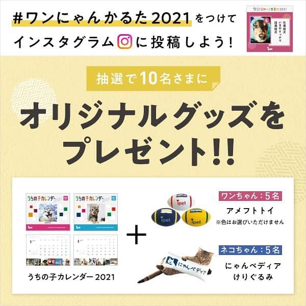 アイペット ペットスナップキャンペーンのインスタグラム：「【インスタ限定キャンペーン第2弾開催🎉！】⁠⠀ ⁠⠀ 昨日が締め切りだったインスタ限定キャンペーンですが！⁠⠀ 今回もたくさんのご投稿をいただいた感謝を込めて…第2弾として延長することが決定しました😆✨⁠⠀ ⁠⠀ 第2弾！⭐Instagram限定キャンペーン⭐⁠⠀ ⁠⠀ 📅期間📅⁠⠀⁠⠀ 2021年1月15日（金）～2021年2月5日（金）⁠⠀⁠⠀ ⁠⠀⁠⠀ 📸応募方法📸⁠⠀⁠⠀ ①『ワンにゃんかるた2021』キャンペーンサイトから、愛犬・愛猫の写真と読み句を投稿🐶😸⁠⠀⁠⠀ ②投稿後にかるたフレーム画像をダウンロード📲⁠⠀⁠⠀ ③#ワンにゃんかるた2021 を付けてダウンロード画像をInstagramに投稿⭐⁠⠀⁠⠀⁠⠀ ⁠⠀⁠⠀ 🎁賞品🎁⁠⠀⁠⠀ ワンちゃん5名：アメフトトイ　⁠⠀⁠⠀ ※色はお選びいただけません。⁠⠀⁠⠀ ネコちゃん5名：にゃんペディア　けりぐるみ⁠⠀⁠⠀ ⁠⠀⁠⠀ さらに『うちの子カレンダー2021』もプレゼント♪⁠⠀⁠⠀ ⁠⠀⁠⠀ 投稿の際に#ワンにゃんかるた2021 を忘れずに！！⁠⠀⁠⠀ ⁠⠀ 「ワンにゃんかるた2021」 への投稿は、ipetのプロフィール欄にあるURLから❣️⁠⠀ ⁠⠀⁠⠀ 終了まで残り3週間となったかるたキャペーンを、さらに盛り上げよう😆！⁠⠀⁠⠀ ⁠⠀ ⁠⠀ #ワンにゃんかるた2021 #アイペット #ipet #かるた #フォトコンテスト #キャンペーン #ペット #犬 #愛犬 #いぬすたぐらむ #わんこ #いぬ #犬のいる暮らし #モデル犬になりたい #猫 #ねこ #ネコ #ねこ部 #にゃんすたぐらむ #にゃんこ #にゃんだふるらいふ #モデル猫になりたい #いぬのきもち #犬好きな人と繋がりたい #猫好きさんと繋がりたい #寄付 ⁠ #ペットは家族⁠⠀」