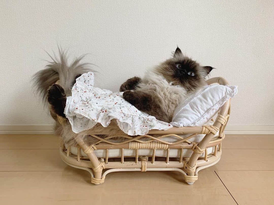 のインスタグラム：「いつも通りお布団かけて寝ておられます🛌💗  毎日新しいベッド @bcbasics でお昼寝してるよ😴💤  . . . . #プリュムのいる生活 #猫のいる暮らし  #ヒマラヤン  #赤ちゃんと猫  #もふもふ#ヒマラニャンズ  #猫  #ねこ  #ペコねこ部#お昼寝#おやすみなさい#ベッド #子供部屋#インテリア#ラタン#goodmorning#goodnight#bed#naptime#bedroom#fluffy#癒し#🐈 #고양이  #ilovecats  #himalayancat  #catsofinstagram #catloversclub  #bestmeow#weeklyfluff」