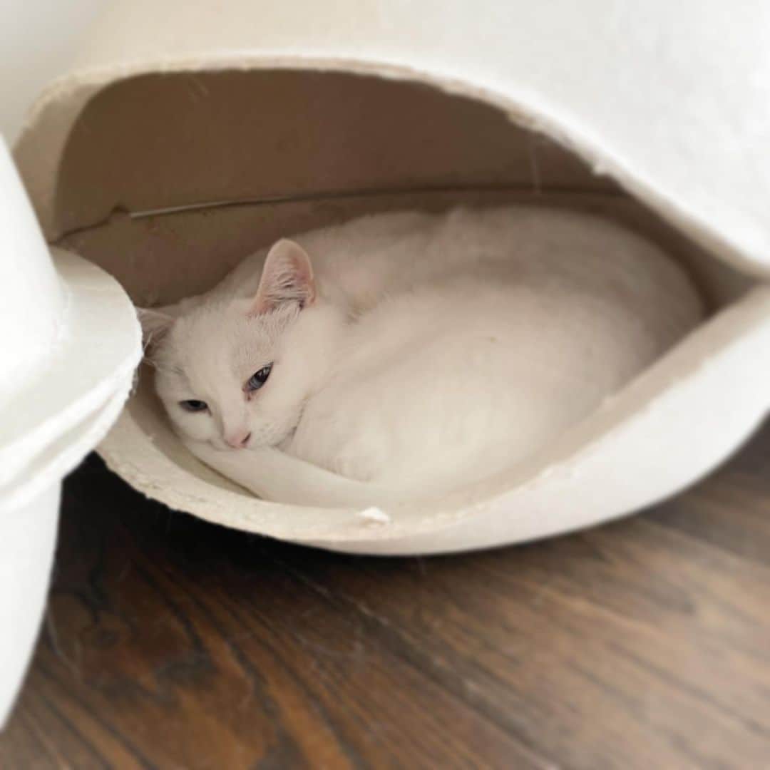 ダニョ（鈴木えみ）のインスタグラム：「今年の冬は寒いにょ〜 #danyo #danyocawaii #munchkin #whitecat #catstagram #catlovers」