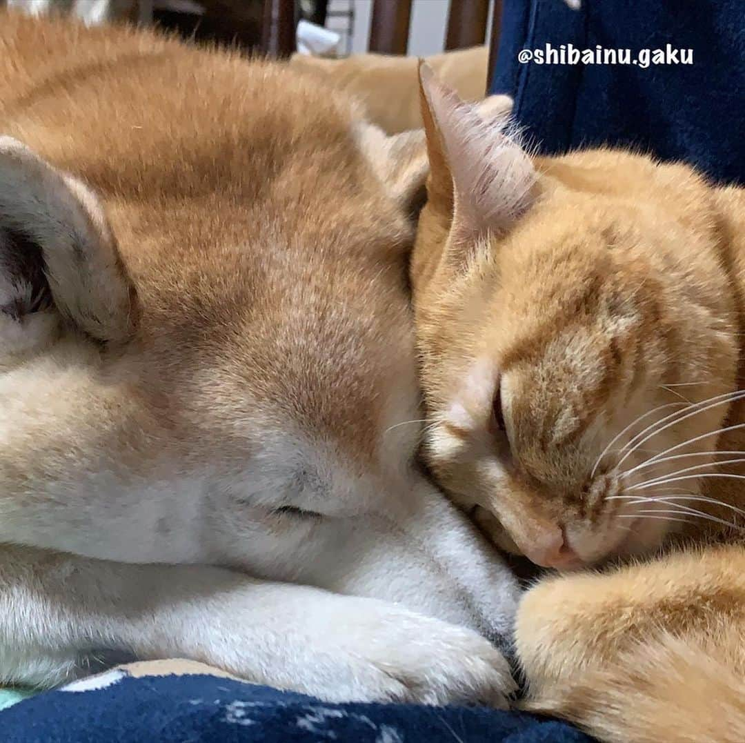 Kazumi-Gakumamaさんのインスタグラム写真 - (Kazumi-GakumamaInstagram)「昨日と比べてﾒｯﾁｬ寒〰️い岳地方➰🥶 *  朝ん歩から帰ると、寅次朗が岳の帰りを待っていました😼🐾😻 *  残念ながら手がかじかんでいて、すぐにスマホを取り出せず画像はありませんが💦 *  おひさまが出ていないため、今朝は窓辺ではなくリビングの椅子の上でくっついて眠る2匹🐕🐈💤 *  ふたりで眠るとあったかいもんね〜😌 🐾----*----*----*----🐾 Torajiro was waiting for Gaku to return from the walk😼🐾😻 It's warm when you sleep together😌 🐾----*----*----*----🐾 #柴犬 #岳 #柴犬岳 #柴犬ガク#gaku #shibainugaku #shiba #shibainu #shibastagram #いぬすたぐらむ #dogsofinstagram #ここ柴部 #柴犬のここが好き #寅次朗 #茶トラ #まるどら #gingercat  #にゃんすたぐらむ #catoftheday #岳と寅次朗 #pecoいぬ部 #pecoねこ部 #pecotv #ワンフルエンサー #ニャンフルエンサー #朝寝 #仲良し兄弟 #一緒に寝ると暖かい #20210115」1月15日 9時31分 - shibainu.gaku