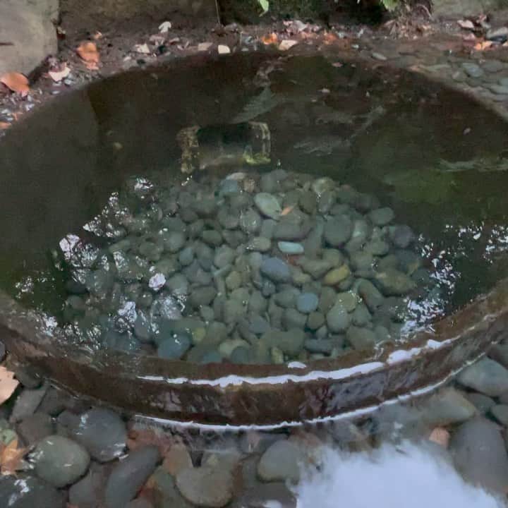 濱田将充のインスタグラム：「先日。 代々木公園、明治神宮、宮御苑 カラス、スズメ、カワセミ、コゲラ、ヤマガラ、アオジ、シロハラ、ルリビタキ  名湧水の清正井も見れました。  自粛の時に近場の自然や地形に興味を持ちましたが、こんなにたくさんの鳥達に会えて感動しました🕊 カメラにうまくおさめる事はできなかったけど、肉眼でもじっくり観察できた。」