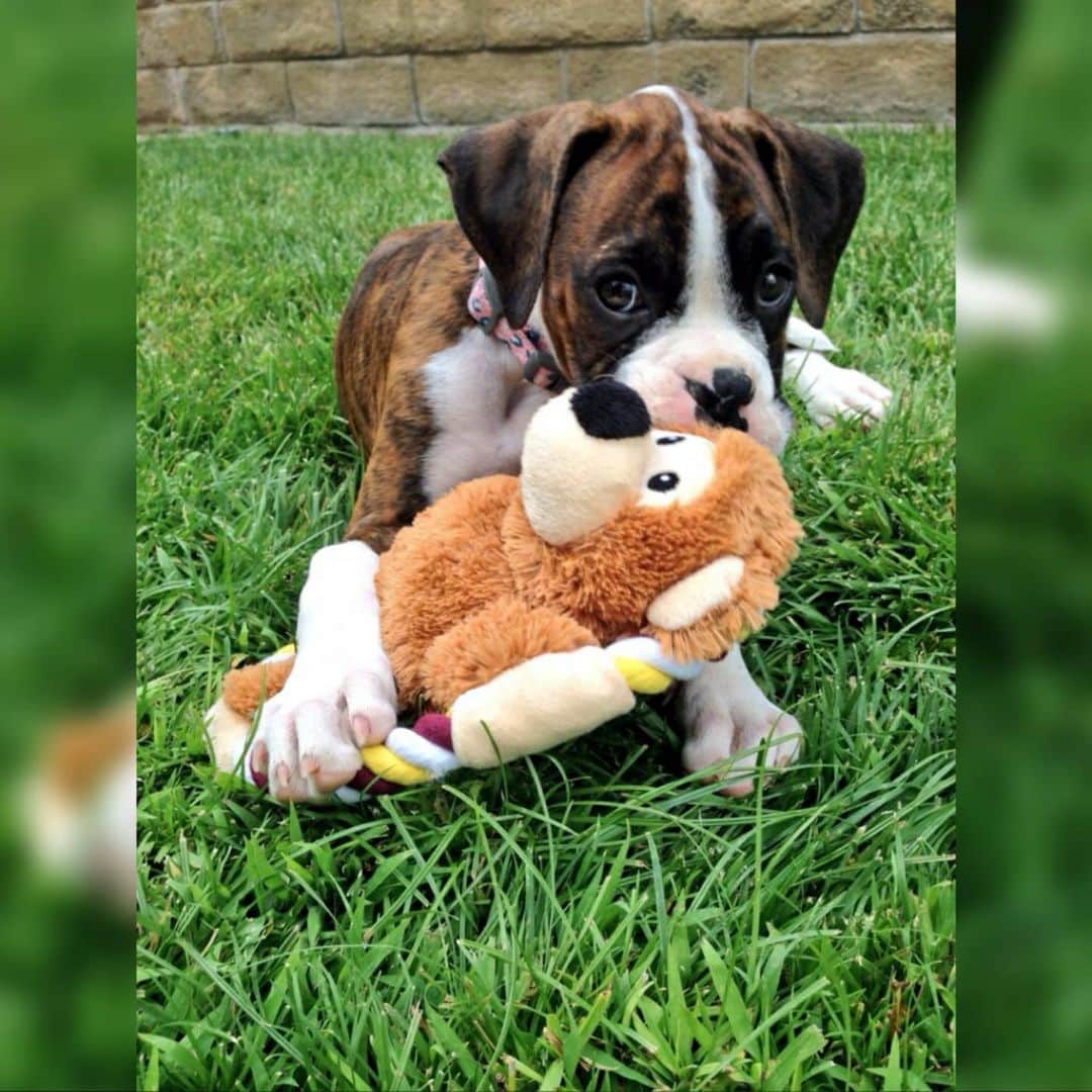 ターニャ・テイトのインスタグラム：「#livestream How is Millie my boxer dog doing after her surgery ? 🐶❤👨‍⚕️ . .   What type of operation did Millie have, why did she have it ? . .  How did Millie's surgery go ? . .  How was she when she woke up and when will she be back home with us ? . .  What will we have to do to help her recover ? . .  Has your pet had similar surgery, what helped with their recovery ? . .  Join me for a family friendly chat on my #youtubelive #stream . .  👉🏻youtube.com/tanyatatetube👈🏻 . .  ☝🏻Subscribe and Get Notified when I’m live . .」