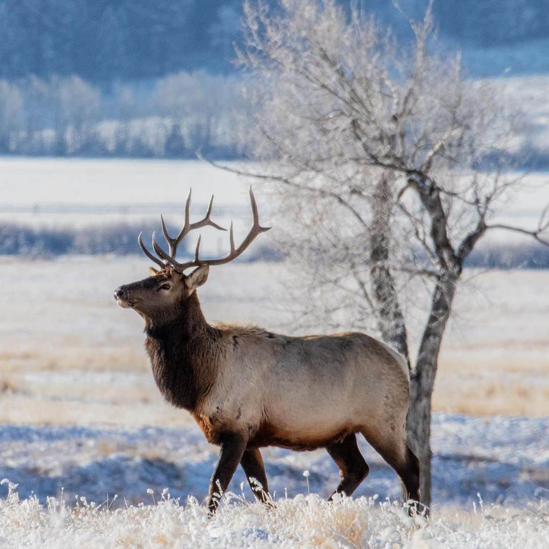 アメリカ内務省さんのインスタグラム写真 - (アメリカ内務省Instagram)「Each winter, thousands of elk make the journey to the National Elk Refuge (@_nationalelkrefuge) in #Wyoming. For the Jackson Elk Herd, the refuge is a vital stopover and offers outstanding #wildlife photography and viewing opportunities all year long. The Teton Range is the perfect setting for the elk's timeless traditions. One fun way to experience the refuge? A classic winter sleigh ride with a twist, wildlife watching! From December through the first week of April, horse-drawn trips are available to the public for a truly unique way to view elk and other wildlife. The winter season brings a frosty charm to the whole Jackson Hole area. Bring binoculars, as many layers as you can, and your sense of adventure.   Photo 1: Bull Elk by Kari Cieszkiewicz, U.S. Fish and Wildlife Service Photo 2: Teton Range with Elk along the ridge by Gannon Castle, U.S. Fish and Wildlife Service Video: Piece of a sleigh ride through the snowy world of elk by Kari Cieszkiewicz, U.S. Fish and Wildlife Service.」1月15日 2時02分 - usinterior