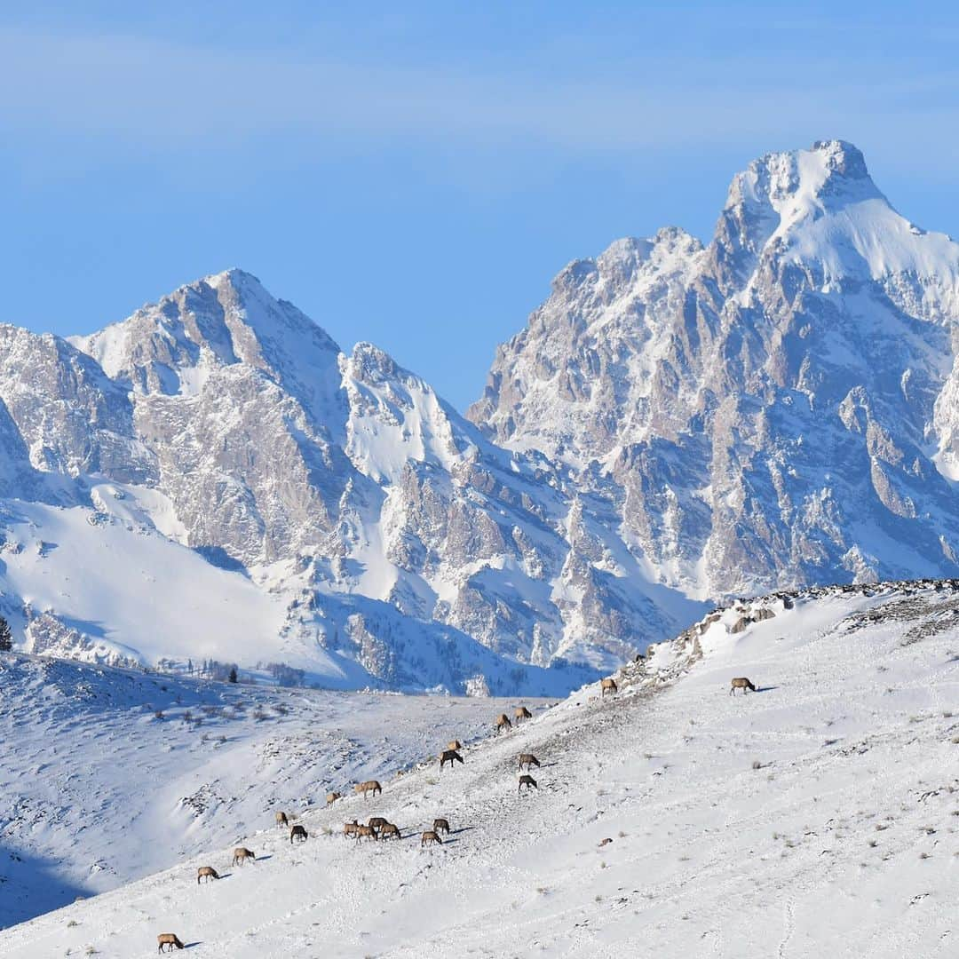 アメリカ内務省さんのインスタグラム写真 - (アメリカ内務省Instagram)「Each winter, thousands of elk make the journey to the National Elk Refuge (@_nationalelkrefuge) in #Wyoming. For the Jackson Elk Herd, the refuge is a vital stopover and offers outstanding #wildlife photography and viewing opportunities all year long. The Teton Range is the perfect setting for the elk's timeless traditions. One fun way to experience the refuge? A classic winter sleigh ride with a twist, wildlife watching! From December through the first week of April, horse-drawn trips are available to the public for a truly unique way to view elk and other wildlife. The winter season brings a frosty charm to the whole Jackson Hole area. Bring binoculars, as many layers as you can, and your sense of adventure.   Photo 1: Bull Elk by Kari Cieszkiewicz, U.S. Fish and Wildlife Service Photo 2: Teton Range with Elk along the ridge by Gannon Castle, U.S. Fish and Wildlife Service Video: Piece of a sleigh ride through the snowy world of elk by Kari Cieszkiewicz, U.S. Fish and Wildlife Service.」1月15日 2時02分 - usinterior