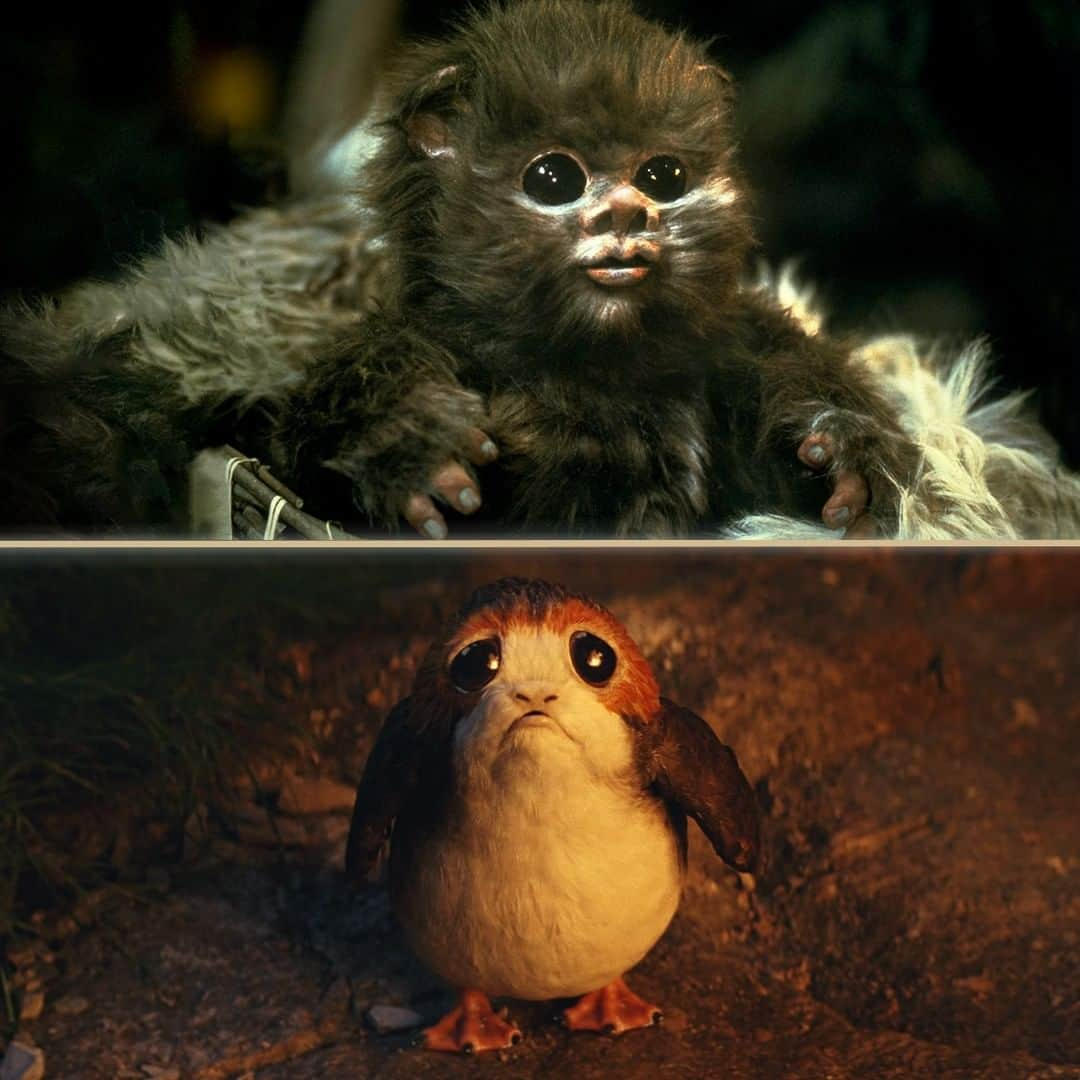 スター・ウォーズさんのインスタグラム写真 - (スター・ウォーズInstagram)「Adorable eyes and so much fluff, but you can only pick one. Which do you choose, porg or Ewok?」1月15日 2時34分 - starwars