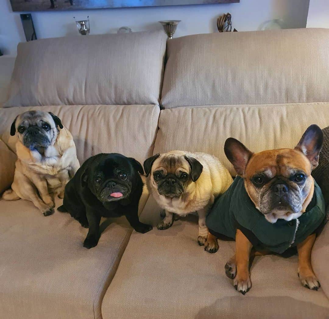 のインスタグラム：「Pug_nikita que frío 😩」