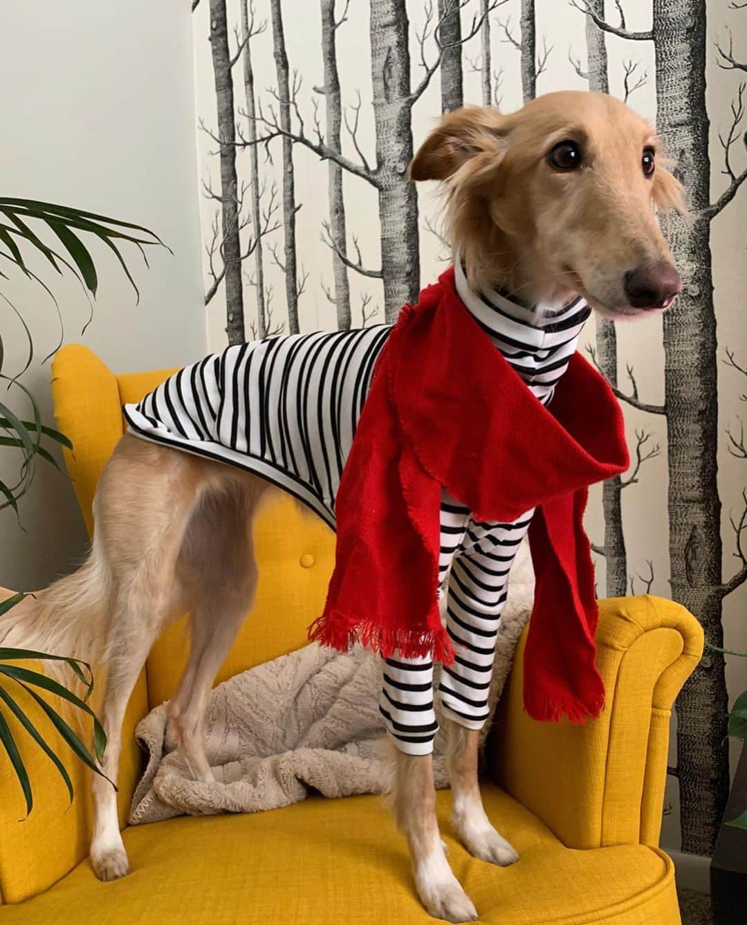 DogsOf Instagramさんのインスタグラム写真 - (DogsOf InstagramInstagram)「“I don’t understand why I haven’t been approached to take on the role of Samantha Jones in the #sexandthecity reboot yet.” - @tinkerbellethedog 🍸🐶🗽  Happy National Dress Up Your Pet Day! See some of our favorite high pawshion lewks 😍 👉   📸: @tinkerbellethedog  📸: @tulum.the.boho.bully  📸: @cleolonglegs  📸: @apoodlenamedpenelope  📸: @smileyriley_nalagram  📸: @enzothelorenzo  📸: @cleolonglegs   How are you celebrating today?   #dogsofinstagram #nationaldressupyourpetday #dressupyourpet #sexandthecityreboot #sexandthecity」1月15日 3時33分 - dogsofinstagram