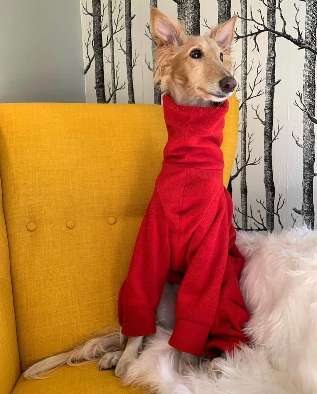 DogsOf Instagramさんのインスタグラム写真 - (DogsOf InstagramInstagram)「“I don’t understand why I haven’t been approached to take on the role of Samantha Jones in the #sexandthecity reboot yet.” - @tinkerbellethedog 🍸🐶🗽  Happy National Dress Up Your Pet Day! See some of our favorite high pawshion lewks 😍 👉   📸: @tinkerbellethedog  📸: @tulum.the.boho.bully  📸: @cleolonglegs  📸: @apoodlenamedpenelope  📸: @smileyriley_nalagram  📸: @enzothelorenzo  📸: @cleolonglegs   How are you celebrating today?   #dogsofinstagram #nationaldressupyourpetday #dressupyourpet #sexandthecityreboot #sexandthecity」1月15日 3時33分 - dogsofinstagram