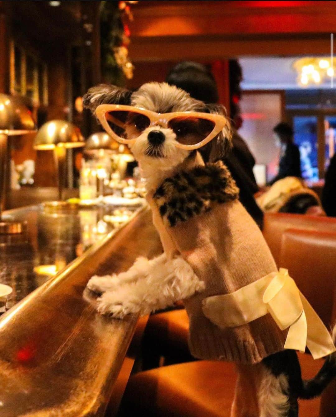 DogsOf Instagramのインスタグラム：「“I don’t understand why I haven’t been approached to take on the role of Samantha Jones in the #sexandthecity reboot yet.” - @tinkerbellethedog 🍸🐶🗽  Happy National Dress Up Your Pet Day! See some of our favorite high pawshion lewks 😍 👉   📸: @tinkerbellethedog  📸: @tulum.the.boho.bully  📸: @cleolonglegs  📸: @apoodlenamedpenelope  📸: @smileyriley_nalagram  📸: @enzothelorenzo  📸: @cleolonglegs   How are you celebrating today?   #dogsofinstagram #nationaldressupyourpetday #dressupyourpet #sexandthecityreboot #sexandthecity」