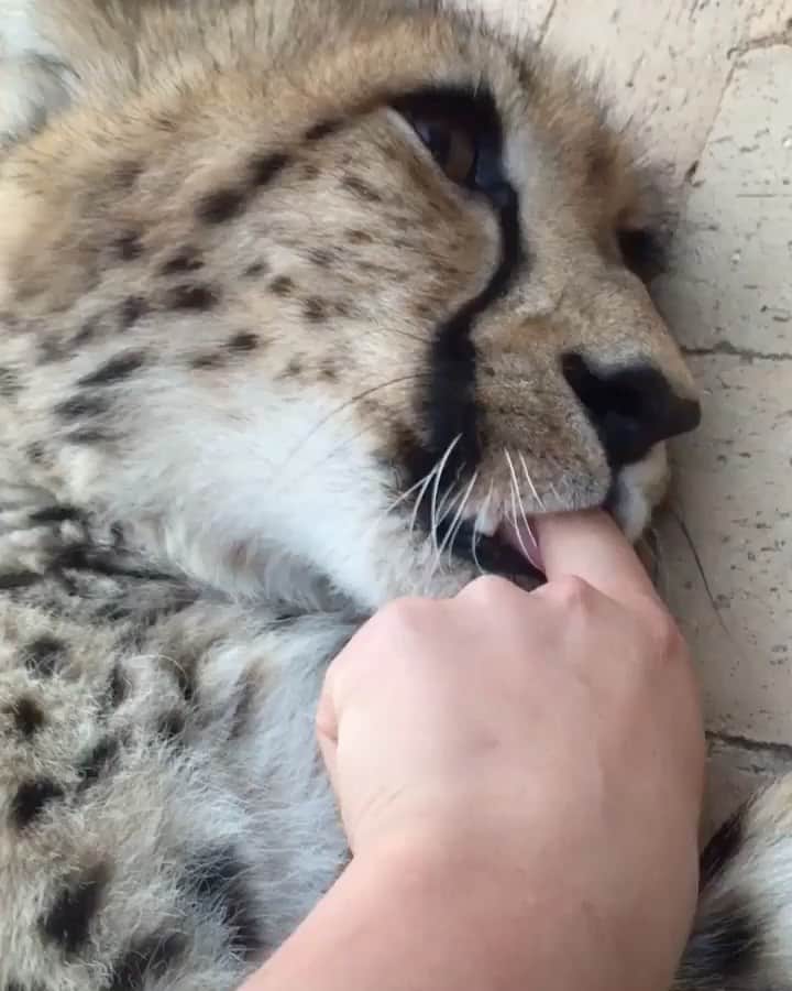 WildLifeのインスタグラム：「When the cubbies were still cubbies and suckling human fingers was the highlight of the day 🐆🥰😍 by @lisatorajaqueline」