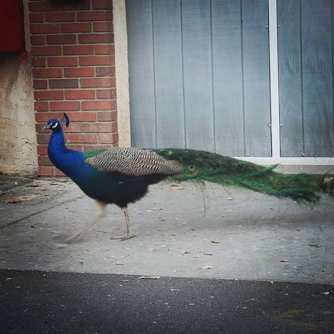 ガソリングラマーさんのインスタグラム写真 - (ガソリングラマーInstagram)「GOOD MORNING wild Peacocks 🦚🦚🦚#PEACOCKS #peacock #peacocksrule #peacockempire #ilovepeacocks #peacocktime #peacockmagic #shadowhills #THANKYOU #peafowls #peacockdaddy #peacocksquad #wildpeacocks 🦚🦚🦚🦚🦚🦚🦚🦚🦚🦚🦚🦚🦚🦚🦚🦚🦚」1月15日 3時52分 - gasolineglamour