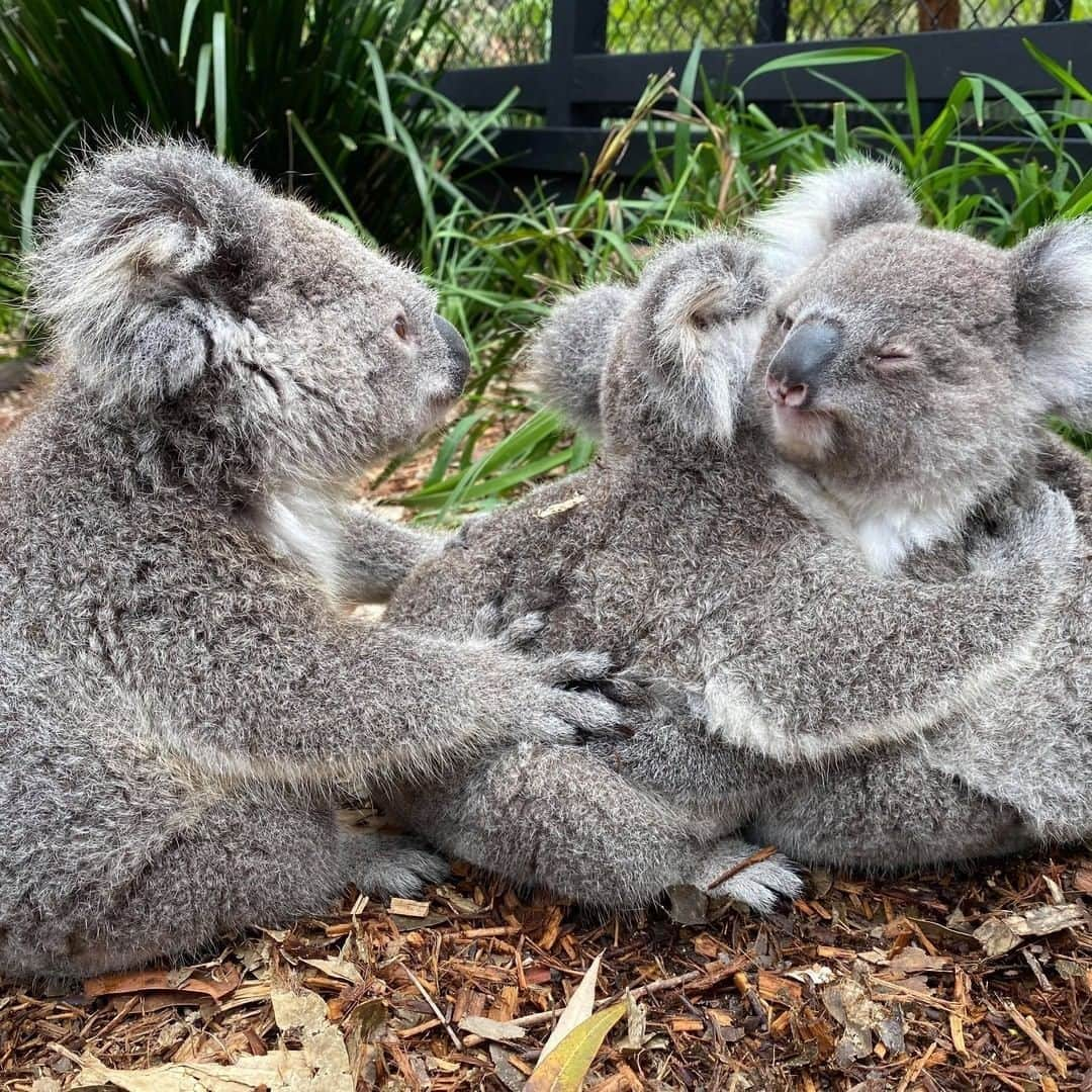 Australiaさんのインスタグラム写真 - (AustraliaInstagram)「Sometimes you just need to hug it out 🤗🐨 Captured on @visitnsw's @lovecentralcoastnsw, you'll find this fluffy trio hanging out at the @australianreptilepark among more than 2,000 other wildlife mates including native #kangaroos, #quokkas, #echidnas and #wombats! Just over an hour's drive from @sydney, this is a perfect day trip idea for all the animal lovers out there. While you're exploring this hands-on zoo, be sure to ask one of the keepers about the @aussieark foundation, which was established by the #AustralianReptilePark to create a long-term future for threatened Australian species. ❤️ #seeaustralia #visitnsw #lovecentralcoast #holidayherethisyear」1月15日 4時00分 - australia