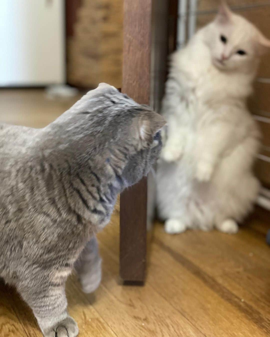 Melissa Einsteinのインスタグラム：「Furriends 🐱」