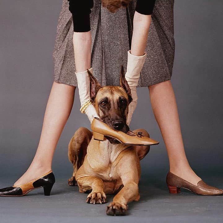 のインスタグラム：「He’s got good taste 🐶👠🤣」