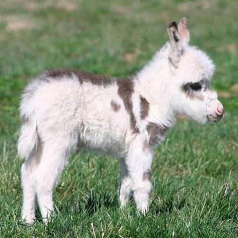 Baby Animalsさんのインスタグラム写真 - (Baby AnimalsInstagram)「In case you have never seen a baby donkey!」1月15日 5時09分 - thebabyanimals