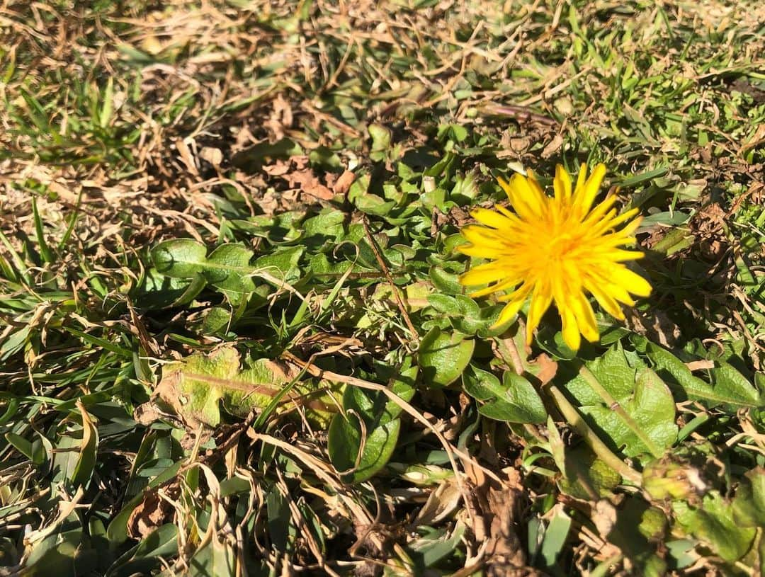 小野真弓さんのインスタグラム写真 - (小野真弓Instagram)「おはようございます🌼🌸🌼 ぽかぽか散歩😊いい香り✨ 千葉県南部、春が訪れております🌱 早く暖かくなって、状況が改善しますように。。😷🍀 今日も良い一日を(*´∇｀*) #チワワ#ハナちゃん #チワマル#ハルくん #いぬすたぐらむ #いぬばか部 #chihuahua #maltese #mixdog#dogstagram #doglover #菜花#たんぽぽ#水仙#春#花#わん散歩#野菜を買いに#道の駅#犬のいる暮らし#千葉暮らし#田舎#人気のないところ巡り#青空#房総 季節は巡るよ( ´ ▽ ` )🌸🐾」1月15日 6時10分 - hanaharuaroi