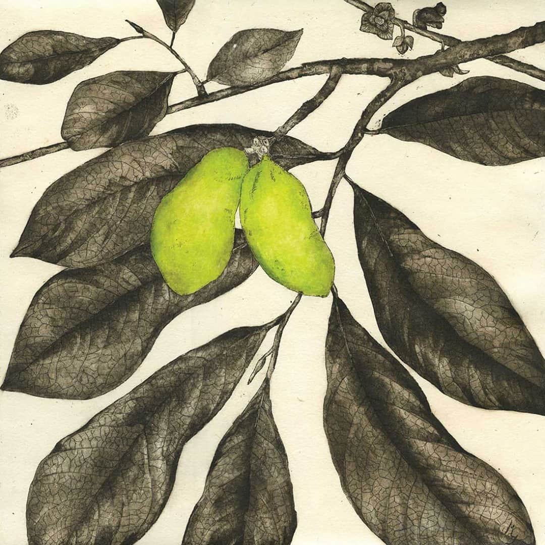 ニューヨーク植物園のインスタグラム：「The artistry of paint, pencil, and ink capture the fascinating botanical diversity and history of cultivated plants in the online exhibit "Abundant Future," the Fourth New York Botanical Garden Triennial with the American Society of Botanical Artists. . From clothing to medicine, and of course food, the plants chosen for depiction by this competition's artists were discovered on international travels, found at the farmers market, and even plucked from home gardens. Hit the link in our bio to see the artworks selected for inclusion in the Fourth NYBG Triennial in our online exhibition, and learn more about the plants featured in these marvels of botanical art. . Monika DeVries Gohlke Pawpaw (Asimina triloba) Copperplate etching, hand-colored 12x12 inches . #plantlove #ASBA #nybgathome #museumfromhome」