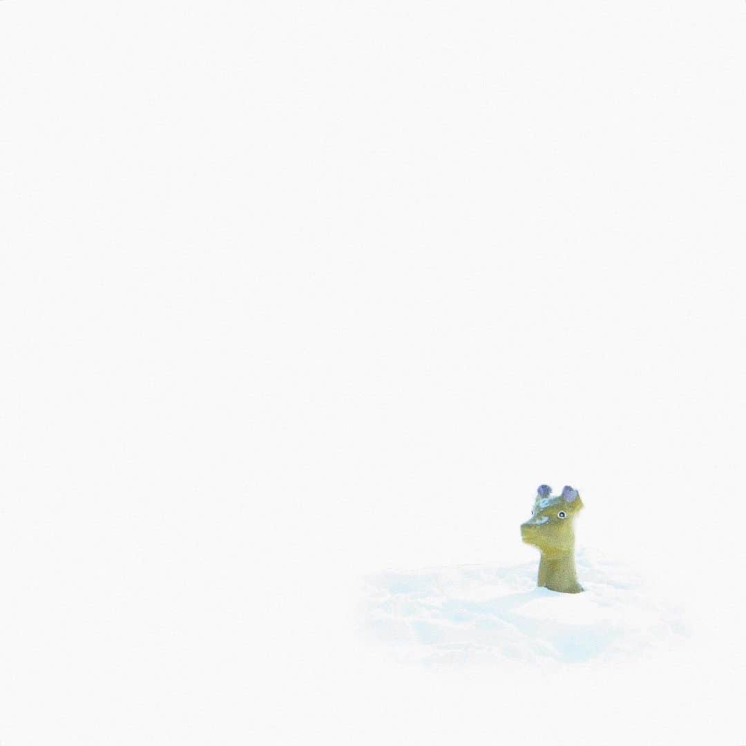 のインスタグラム：「﻿ ﻿ ﻿ ﻿ タスケテと言ってるような﻿ アソボウと誘ってるような﻿ ﻿ ﻿ ﻿ ﻿ ﻿ ﻿ ﻿ ﻿ #xt3 ﻿ #fujifilm_xseries ﻿ #instagramjapan #ig_japan_  #ifyouleave #vscocam #still_life_mood #reco_ig #nature_brilliance #ig_eternity #heart_imprint  #infinity_softly ﻿ #daily_photo_jpn #photogram_archive #moody_photograph #moody_grams #ig_phos #phos_japan #as_archive  #into_the_screen ﻿」