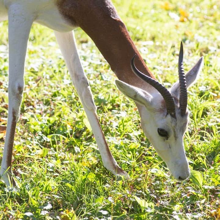 スミソニアン国立動物園さんのインスタグラム写真 - (スミソニアン国立動物園Instagram)「🦌⚖️ Gazelles are known to be flighty, nervous animals but keeping track of their weight is an important part of animal care. How do Cheetah Conservation Station keepers convince a gazelle to step onto a scale to be weighed? ✏️KEEPER UPDATE: https://s.si.edu/3bDgSck. (Link in bio.)」1月15日 6時44分 - smithsonianzoo