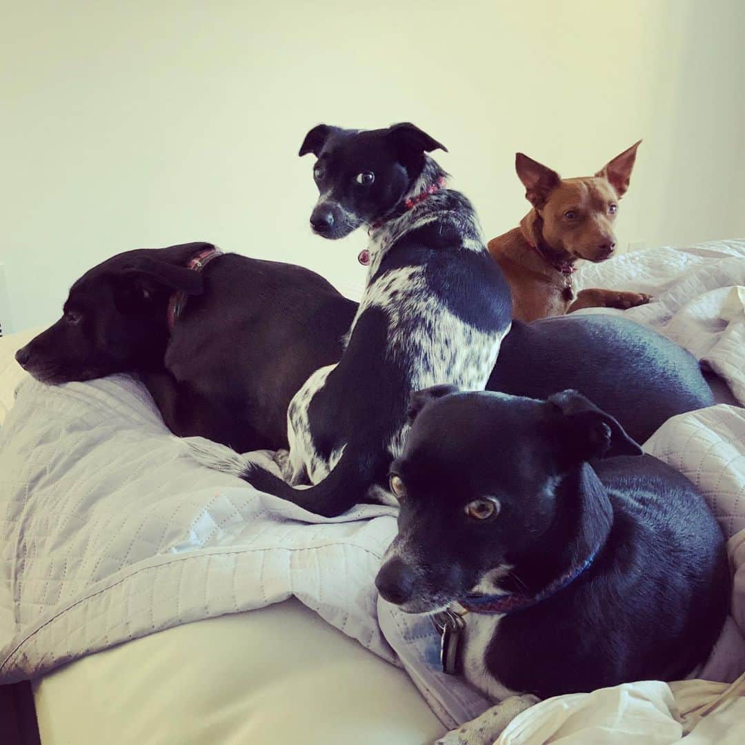 キャシー・グリフィンのインスタグラム：「The three little ones look guilty. They did something, I just don’t know what yet. 🤔  #dogsofinstagram」