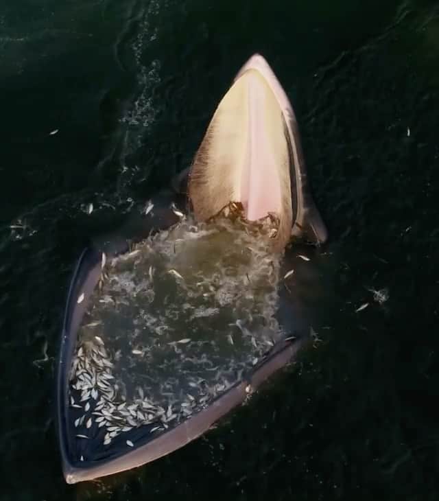 WildLifeのインスタグラム：「By @bertiegregory An Eden’s whale trap feeding in the Gulf of Thailand. This extraordinary behaviour (where the whale treads water!) is thought to have developed because pollution has made the Gulf of Thailand a hypoxic environment. Sewage outflows from the land have caused all the oxygen in the water to be used up, except at the surface. This means the whale’s fish prey can only live in this surface layer. By treading water and keeping the corners of their mouth below the surface, a flow is created pulling the fish into the whale's mouth. In the panic, some of the fish also seem to jump out the water and into the whale’s mouth! To see these whales in action, check out the Oceans episode of ‘A Perfect Planet’ in the UK on BBC iPlayer - other territories soon!   #PerfectPlanet #APerfectPlanet #naturalhistory #earthlovers #earthonlocation #trailer #animals #nature #naturelovers #earthscience #wildlife」