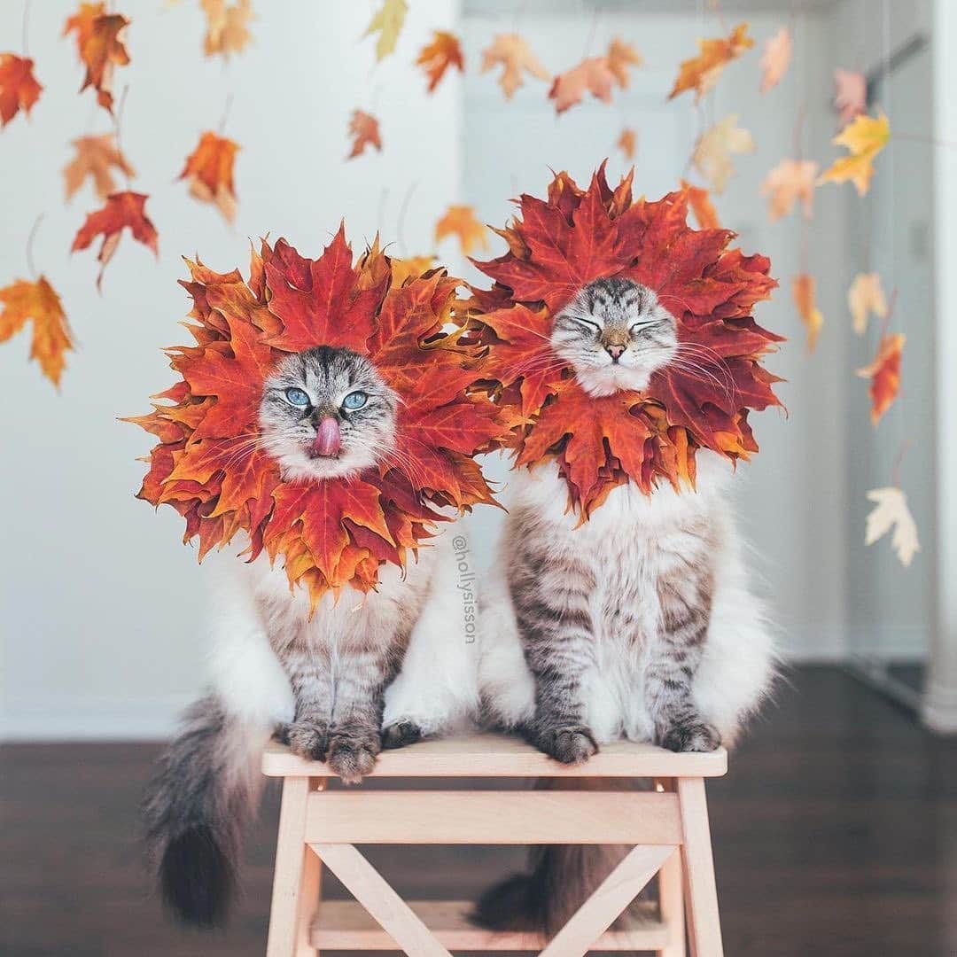Holly Sissonのインスタグラム：「They were an adorable pair to dress up. #nationaldressupyourpetday  #toronto #cat #SiberianCat (See more on @pitterpatterfurryfeet) ~ Canon 1D X + 35mm @ f2 See my bio for full camera equipment information plus info on how I process my images. 😊」