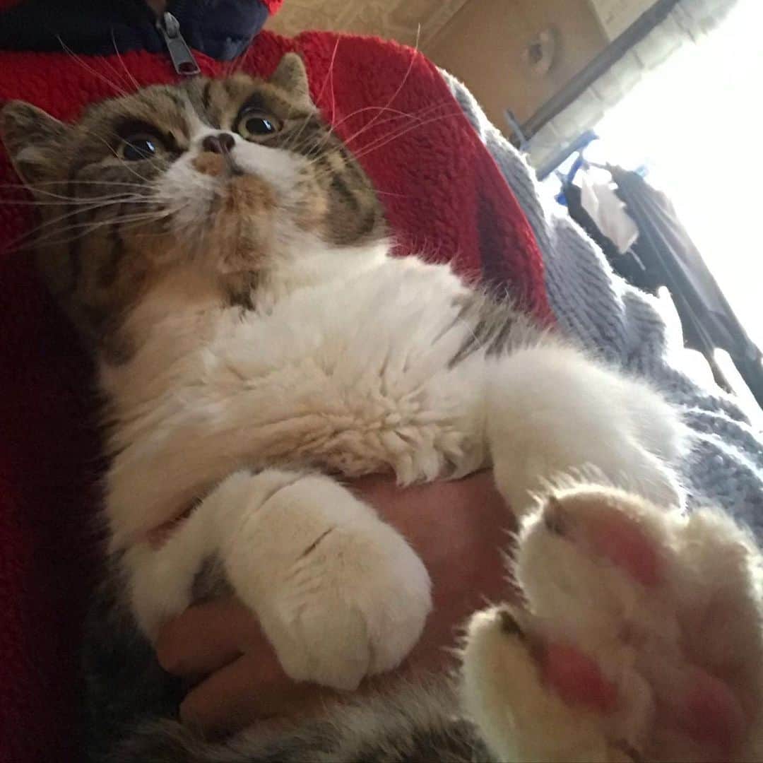 Izumi Kanno??のインスタグラム：「☮️ GOOD MEOWING 🐾😾 ＊ ＊ ＊」