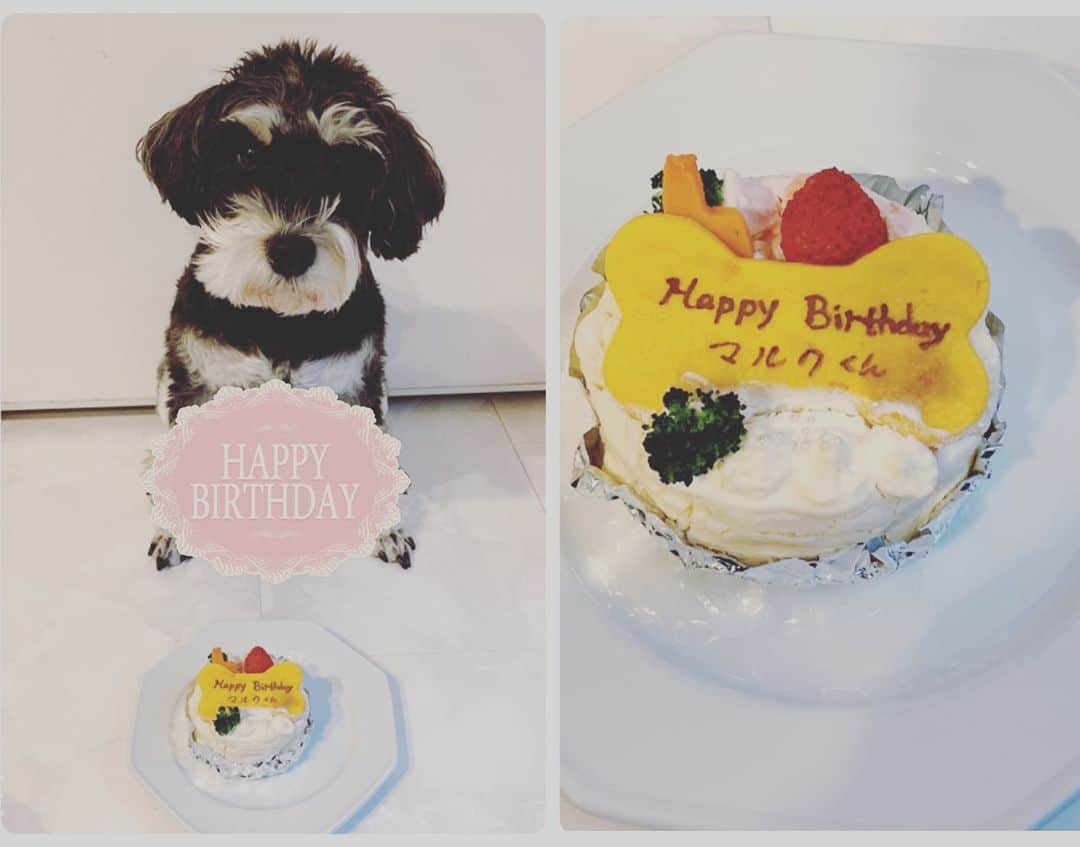のインスタグラム：「おはよう(*Ü*)ﾉ" 眠い(｡ρω-｡)💤  実はMeyの誕生祭の日✨1/10 アップするの忘れてたんだけど… 私の大事な家族ฅ՞•ﻌ•՞ฅ💗 マルクの誕生日でした(ﾉ≧∀≦)ﾉ💖 マルク💖🐶ℋᵅᵖᵖᵞ ℬⁱʳᵗᑋᵈᵃᵞ🎂 マルク君ケーキ🎂 ペロッと食べました😋  ‪#マルク‬ ‪#シュナ‬ ‪#ミニチュアシュナウザー‬ ‪#誕生日‬」