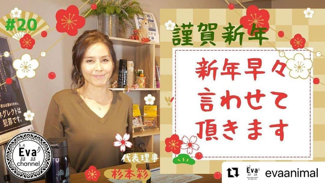 杉本彩さんのインスタグラム写真 - (杉本彩Instagram)「#Repost @evaanimal with @make_repost ・・・ 新年、第1回目のEvaチャンネルを公開しました！ 今回は、昨年12月25日に行われた第58回中央環境審議会動物愛護部会についての話題からスタート。 数値規制の最終案、そして懸念していた「経過措置の期間」が環境省から示されました。 経過措置の期間は以下の通りです。 ------------------------------------------ 【経過措置その1】 ●ケージの大きさ等、飼養施設の設備や規模 新規事業者⇒今年6月から適用 既存事業者⇒来年6月から適用　※経過措置で1年後  【経過措置その2】 ●業者の従業員数 新規事業者⇒今年6月に完全施行  既存事業者は段階的に適用し、 令和6年6月から完全施行(第1種動物取扱業) 　※経過措置で3年後 令和7年6月から完全施行(第2種動物取扱業) 　※経過措置で4年後  【経過措置その3】 ●繁殖の方法 メスの交配年齢、出産回数に関わる規定⇒来年6月から適用　※経過措置で1年後 年1回の健康診断及び帝王切開に関わる規定⇒今年6月から適用 ------------------------------------------ 特に、従業員数の完全施行は令和6年6月からと、なんと今から3年後となってしまいました。  他にも、ペットショップにまつわる話しから、草の根の啓発活動の大切さまで、新年から話題満載です！  「消費者の方に気づいていただくしかない！！！」 と新年早々熱いトークを展開しておりますので是非とも年の初めにこの1本、ご覧いただけたらと思います。  今年もEvaチャンネルをどうぞよろしくお願い致します。  ■#20 2021年初のEvaチャンネル！~～新年早々言わせて頂きます～ https://youtu.be/8HsDSuj5hlE ストーリーからリンクしてます！ #数値規制 #ペットショップに行く前に  #飼う前に考えよう  #動物環境福祉協会eva  #杉本彩」1月15日 7時46分 - sugimoto_aya0719