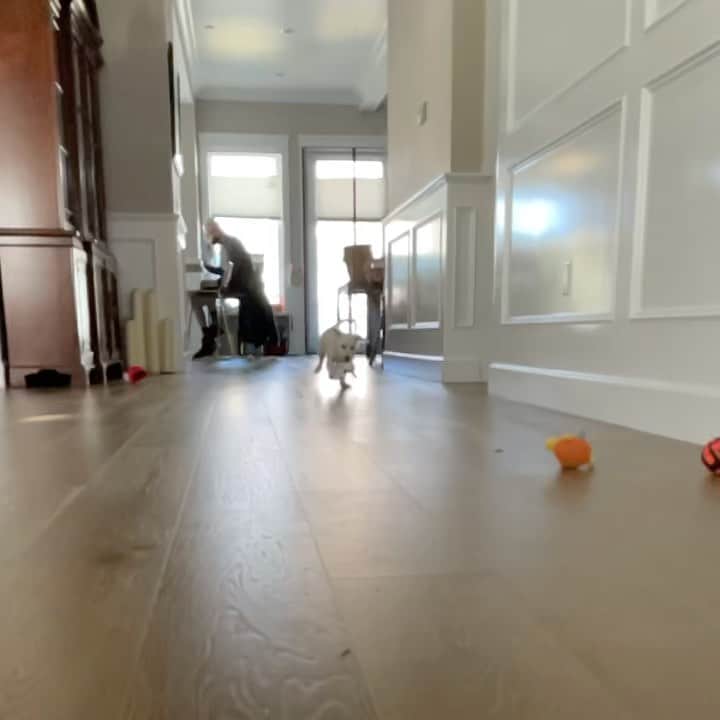 T・J・サインのインスタグラム：「Puppy sitting my sister & her beau’s newest addition JoJo. 🐶 I don’t wanna give her back! ❤️Ok JoJo, lets shoot an action movie...ready...set...go! 🍿 🎥 #puppiesofinstagram #puppy #rescuedog」