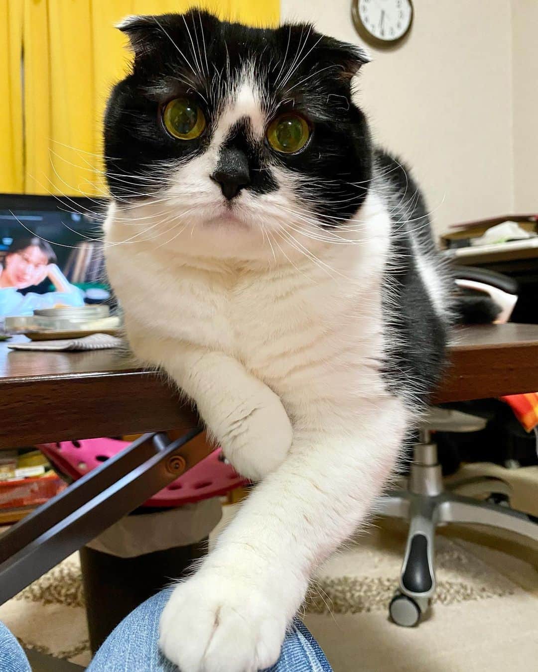 tiaichimaのインスタグラム：「Good morning!! ☀️おはムーギー‼︎  なぁ、遊んでくれよぉ  #牛柄組鼻まわり汚れ隊 #ムチムチッコ #ムーギー#MuuGieeboy#cat#neko#ねこ#neko#ネコ#スコティッシュフォールド#ScottishFold#まんじゅう部」
