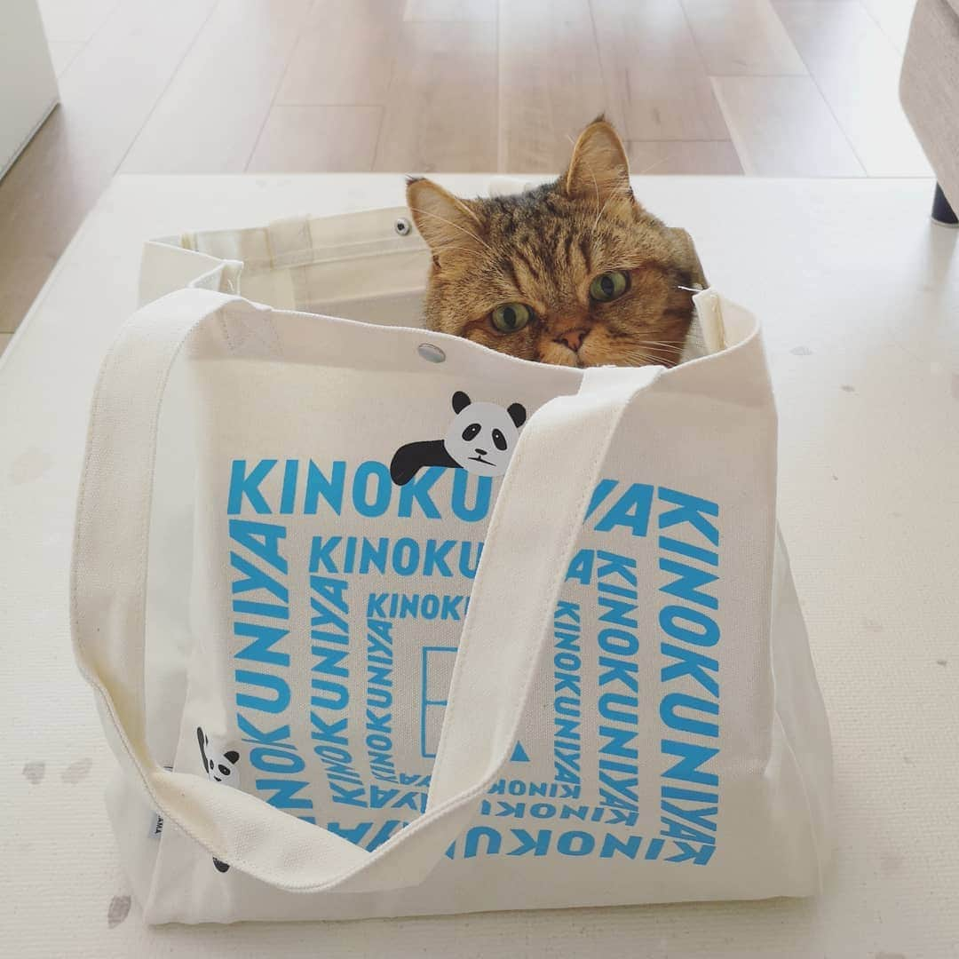 寅次郎（とらちゃん）さんのインスタグラム写真 - (寅次郎（とらちゃん）Instagram)「☆ Cat in the bag . ひょこっฅ^. ̫ .^ฅ . . #🐼🐾 #オトナミューズ付録 #猫あるある #catinthebag #ブログもみてね . . #cat #cute #meow #貓 #ねこ #エキゾチックショートヘア #無敵の親バカ同盟 #猫のいる暮らし #にゃんすたぐらむ #ペコねこ部 #ねことの暮らし #お買い物トート」1月15日 8時24分 - torachanthecat