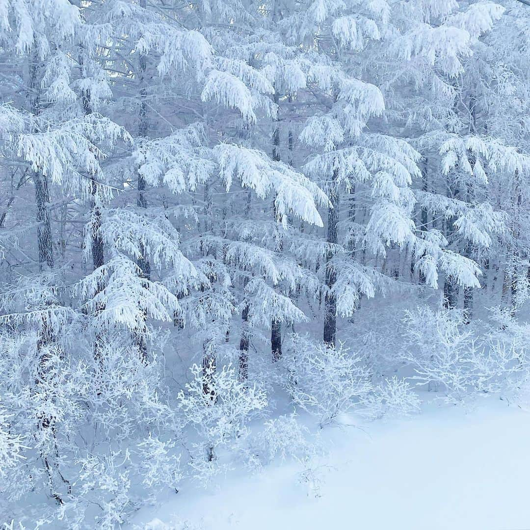 岩垂かれんさんのインスタグラム写真 - (岩垂かれんInstagram)「❄️ 先日の野沢温泉で iPhoneが水没ならぬ雪没。。 撮り溜めていた写真たちがなくなってしまいました☃️  各地からゲレンデ休業の知らせが届いてきますが 一日も早く普段通りの日常が戻ってきますように。  今年は例年に比べて降雪も多いので みんなに安心して たくさんゲレンデに行ってもらえる日がくるといいな。  @gosnowresort #gosnowresort」1月15日 19時24分 - kareniwadare