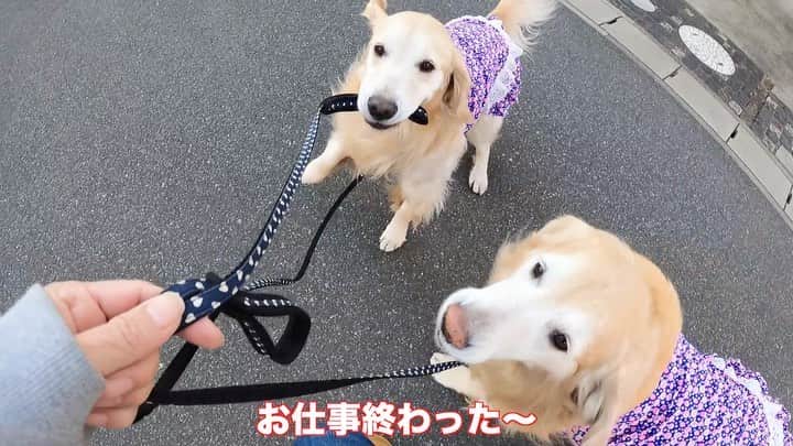 まゆみのインスタグラム：「。 。 2021 あーペー初出勤👋🏻🐶🐶👍🏻 誰が何処を持つのかいつも揉めてるAP散歩 。 #本日のYouTube より 。 クーラーつけたり暖房つけたり 忙しいAP地方😅 これも全てco2のせいなのか… とか コロナに人類は勝てるのか… とか考え事が多くなった今日この頃😅 何としてでも勝ちましょう😂👍🏻 。 そんなの関係ないあーペーは今日も元気😂 。 #本日のYouTube #見どころ #ソファの穴 。 。 #ゴールデンレトリバー#goldenretriever#dog#犬#あーるん#golden#retriever#doglover#insta_dog#ぺんぺん子ちゃん#welovegoldens#Instagram#Instagramjapan#Instagramdogs#9gag#dogstagram#dogsofinstagram#dogs#doggy」