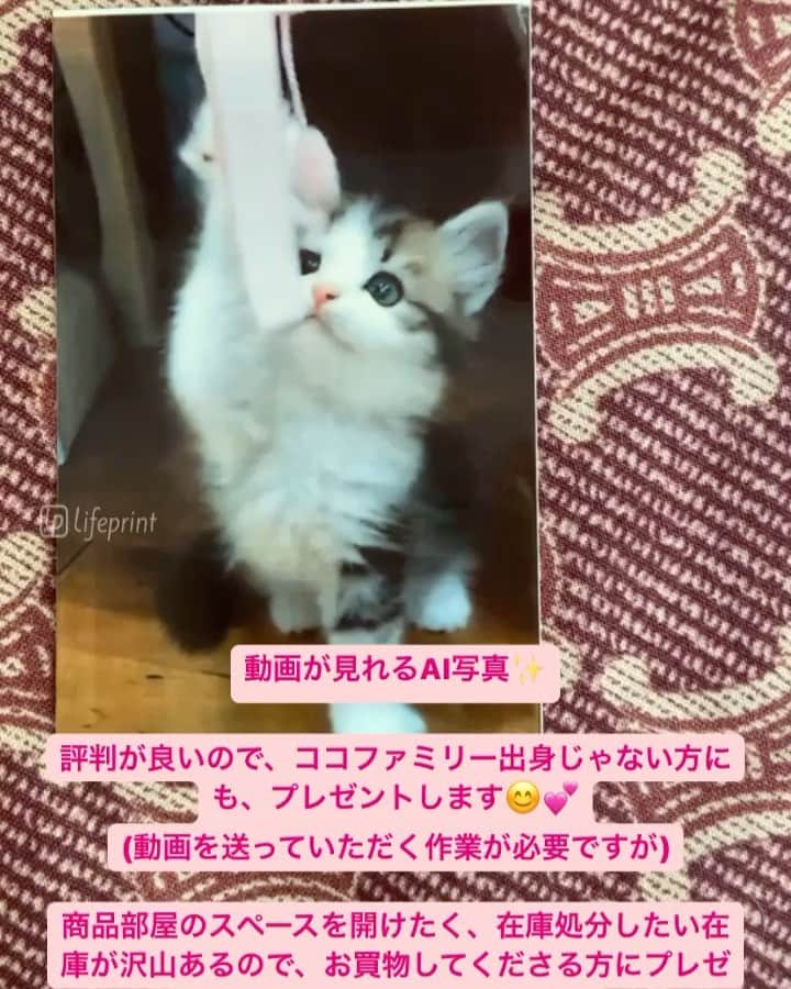 マンチカンのココ王子のインスタグラム：「★在庫処分ペット服福袋  かーなーりお得な内容です💦 在庫処分価格です。  1点選べるので、ハズレなし！  6点5000円福袋 メインが単価2000〜4000円位で販売していた物です。 2-3ページ目①〜⑩からお好きな物を1点お選び下さい。  4点3000円福袋 4-6ページ目①〜18から1点お選び下さい。 〜2500円位で販売していた物です。  ◆メイン以外の福袋の内容は 3000円の福袋のお写真の中からも入りますが、お写真にない物も一部入る場合もあります。 1点選べる以外リクエストにお応え出来かねます。  ◆おサイズにつきまして ペット服はわんちゃんを基準に作られているため、猫さんには着丈が短いです。 ですので、着丈を重視でLサイズのお洋服を好んで仕入れていたため、 全ての福袋でLサイズも混ざります。  M&Lサイズ、Lサイズよりお選び下さい。 体重を教えていただければお任せも可能です。  ◆送料別です。 レターパック370円〜520円 お選び頂くメインの厚みと福袋の数量によります 1万円以上で送料無料  ◆ゆうちょ振込  ◆3500円お買上げごとに1枚、愛猫ちゃんや愛犬ちゃんやお子さんなど、お好きな動画のAI写真を印刷してプレゼントさせていただきます✨ 写真の特性上、画質が悪いです💦  写真を動画で見るにはスマホまたはiphoneで無料アプリのインストールが必要です。 対応外機種も一部あるかもしれませんが分かりかねます😅 縁が一部白くなる場合があります。 あくまで専用プリンターで印刷したものを、貰ったら嬉しいかなぁとおまけでプレゼントさせていただくものですのでご了承下さい。 おまけはお一人様3枚までです。  ◆日本国内に限らせていただきます🙌  🍀福袋の種類と希望のメイン番号とサイズを記入してDM下さい！🍀  ◆ペット服じゃない物希望の方は、 paypayフリマで、cocofamで検索 出品者C.F こちらはご購入手続き後、インスタDMでメッセージ下さい。 発送までに合計3500円ごとで、同じくおまけのAI写真プレゼントは3枚までです😊  商品は全て商品部屋または商品専用クローゼット保管。 梱包時は使い捨て手袋を使ってビニールに入れます。  お好きな動画を送信いただくだけです😌 期限は特に設けていませんが、終了になりましたら、こちらの投稿に終了の追記いれます。」
