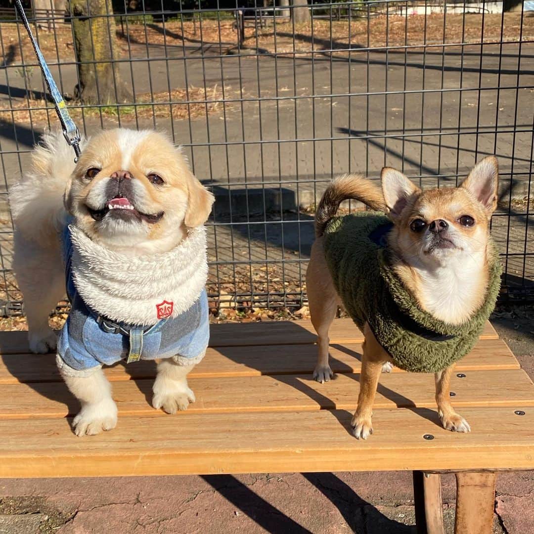 長澤メイのインスタグラム：「会いたかったアンディくん🐶💓 かわいい〜🥺💓 犬会する約束した☺️💕 @pekingese_andy」