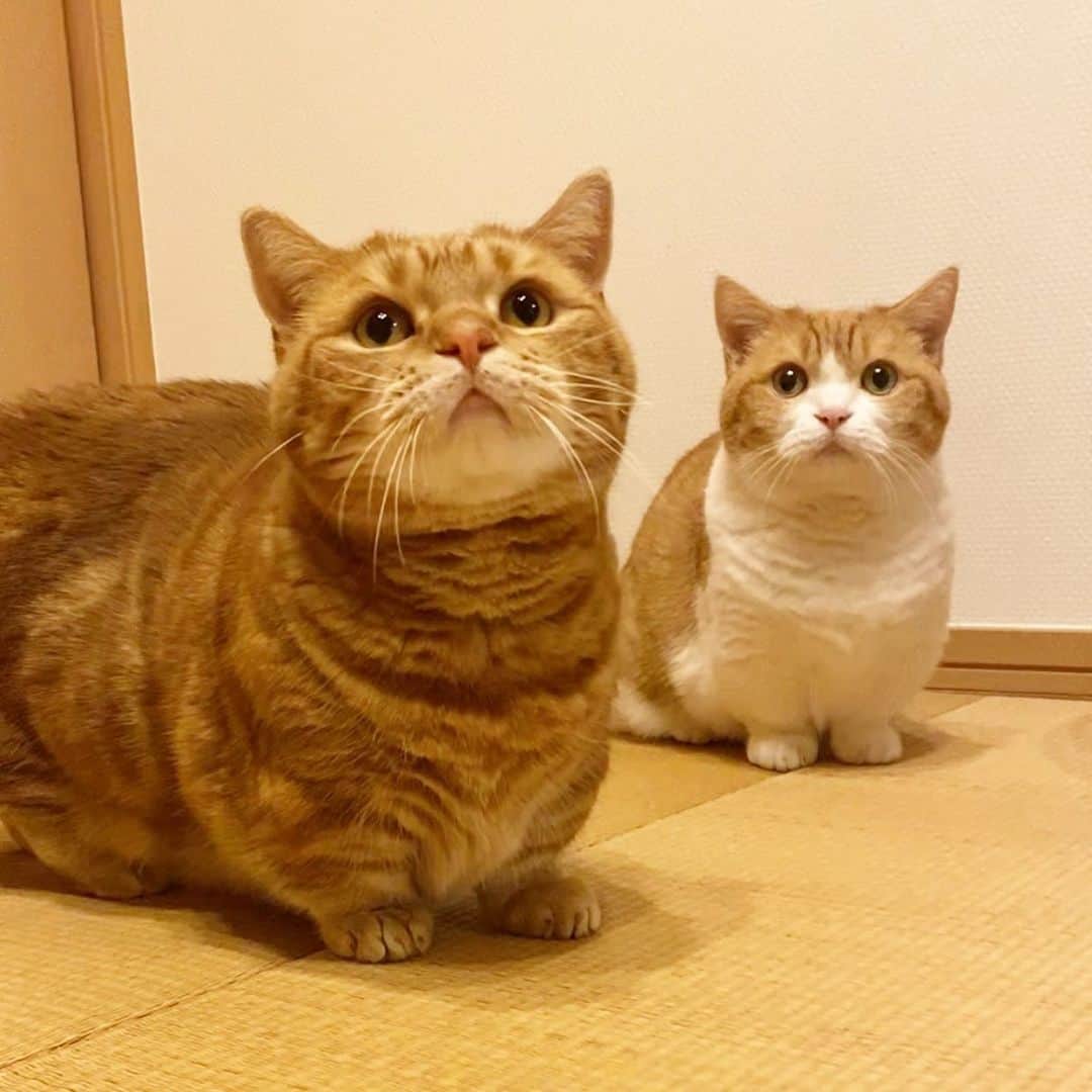 茶太郎 & きなこのインスタグラム：「短足兄妹🐾おなか空いたにゃ😽🍪💕 Chataro and Kinako hungry😽🍪 #短足兄妹たくさん走り回って遊んだにゃ #特に茶太郎お兄ちゃんは腹ペコにゃ #早くごはんの用意してにゃ #マンチカン#猫#munchkin #cat#catstagram #amazing#ねこ#茶トラ#短足#catsofinstagram#excellent_cats#9gag#cats_of_world_#instacat_meows#bestcats_oftheworld#catsofig#instacat#cats_of_instagram」