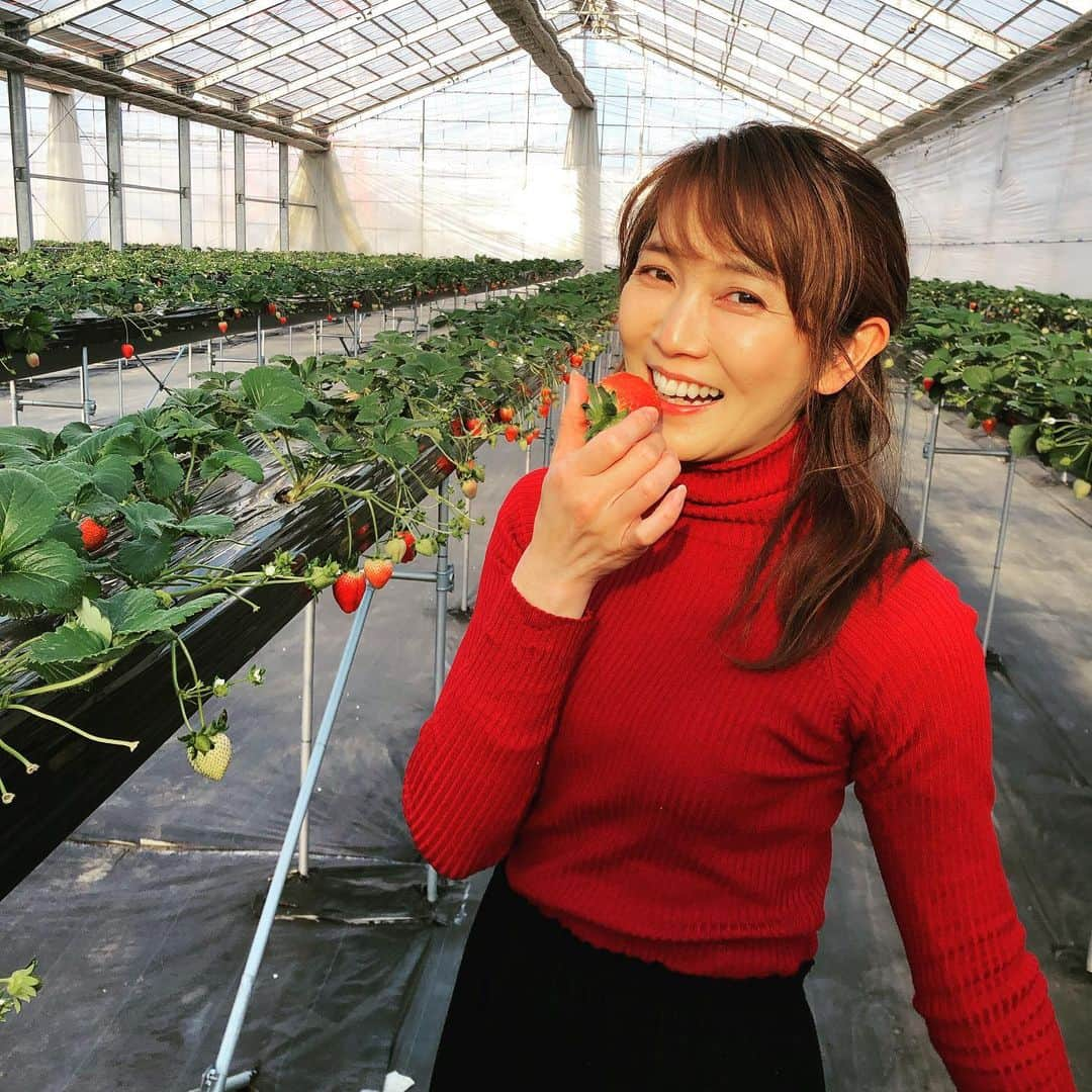 小池祥絵さんのインスタグラム写真 - (小池祥絵Instagram)「いちご狩り🍓 #とちぎテレビ #中継街角ライブ #やいた里山いちご園 #とちおとめ #とちひめ #スカイベリー #ミルキーベリー #甘くて美味しい 〜 #贅沢〜 #🍓」1月15日 18時01分 - koikesachiesan