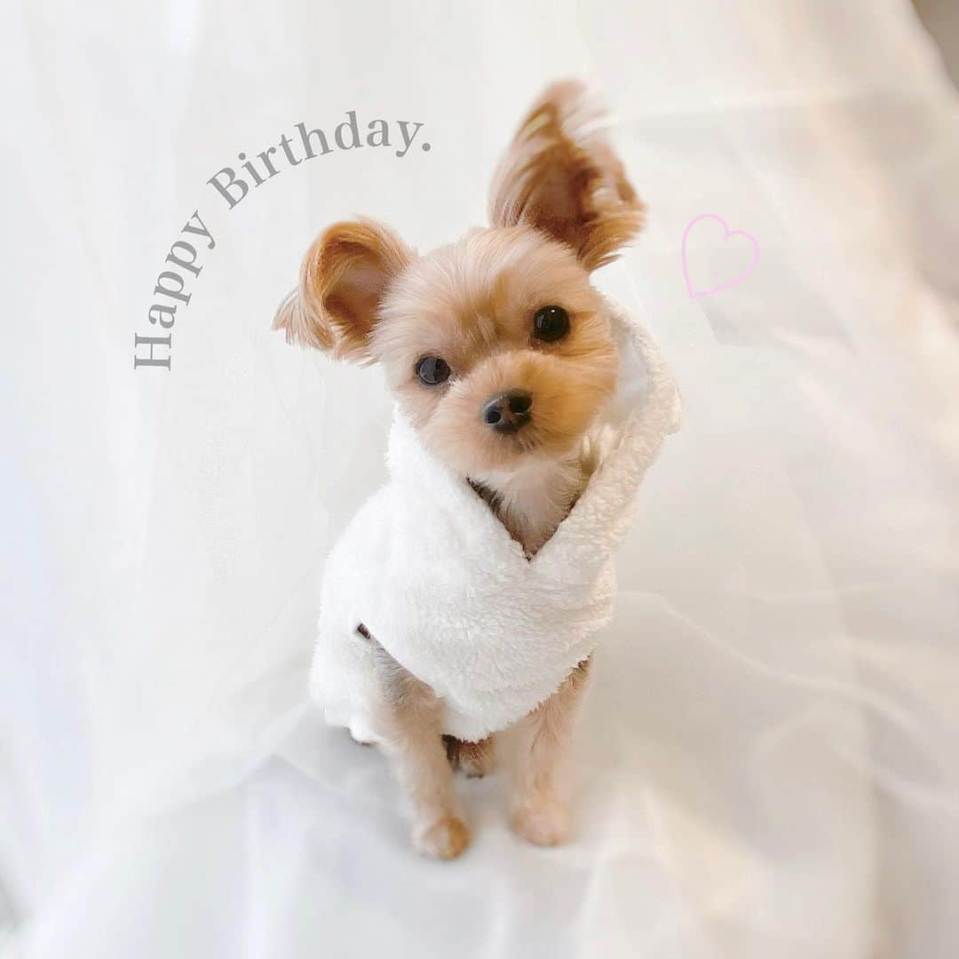 おりもあいさんのインスタグラム写真 - (おりもあいInstagram)「happy birthday🎂🐶💕 7才になりました🥰✨ 大切な大切な家族❤️いつも癒しをありがとう🥺💓 👶にも優しくしてくれて、一緒に遊んでくれて、本当いい子すぎる🥰 これからもずーっと愛情たっぷり注ぎます😌💓🐶 ⠀ #ヨーキー #ヨークシャテリア #ヨークシャテリア大好き  #yorkie #yorkshireterrier #yorkiefamily  ⠀」1月15日 18時20分 - ai_orimo