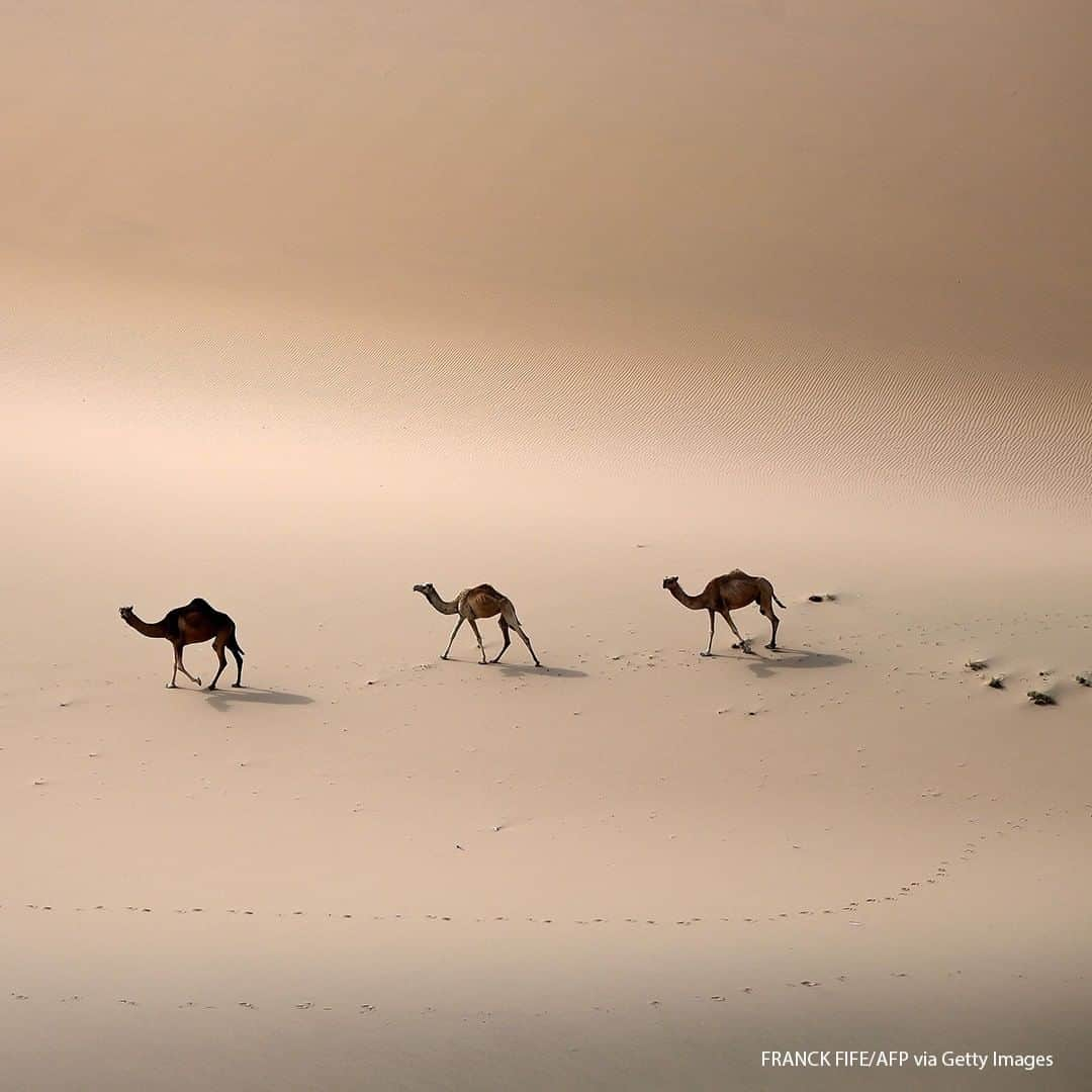 ABC Newsさんのインスタグラム写真 - (ABC NewsInstagram)「Camels are pictured in the desert between Alula and Yanbu in Saudi Arabia during the Stage 11 of the Dakar Rally. #camels #desert」1月15日 18時30分 - abcnews