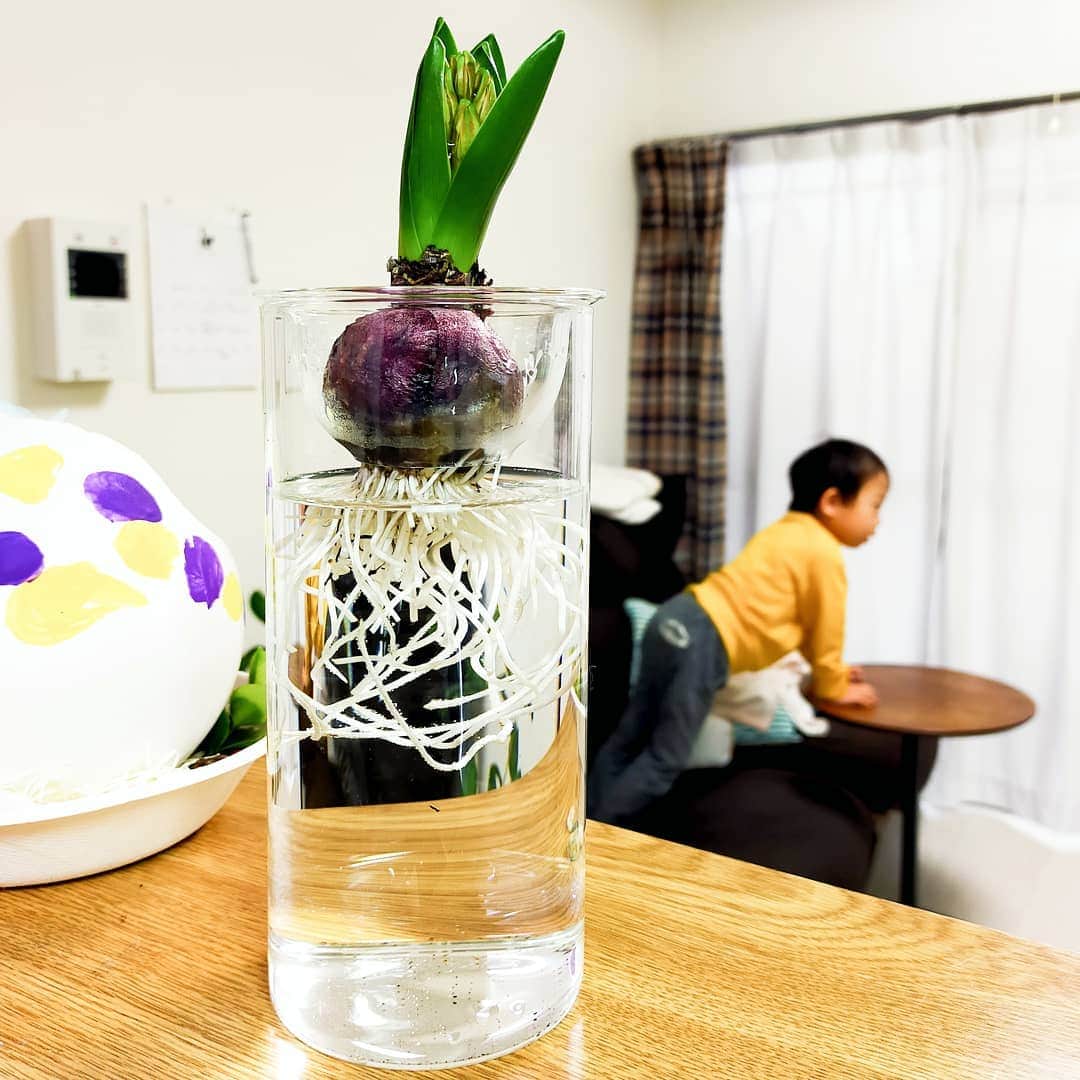 石井寛子のインスタグラム：「いよいよ蕾が見えてきた！ 初のヒヤシンス水耕栽培に チャレンジ中🌼  今日は 子どもたちを送り出してから 好きな曲を聴きながら 気づけば9kmラン🏃  冬の、曇り空は 距離がぐんぐんのびる。  ピーカンよりも 曇りで、めっちゃ寒い日のほうが断然走りたくなる。  冬らしい空気を 体全部で体感して 花ひらく日を ヒヤシンスと共に 待ちわびます😌  #ヒヤシンス #水耕栽培 #花のある暮らし」