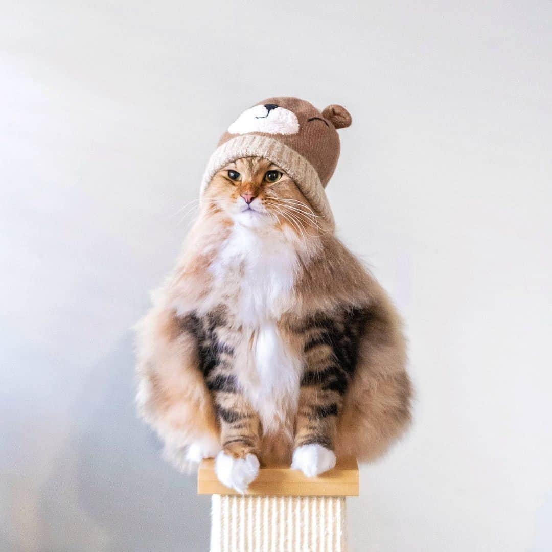 Aww Clubさんのインスタグラム写真 - (Aww ClubInstagram)「It’s cold outside ❄️⠀ ⠀ 📷@glenn.cat⠀ ⠀ #meowed #chonkycat #majestic #siberiancat #fluffy #floof #neko #gato #staywarm #warmandcozy #beanieseason」1月15日 19時00分 - meowed