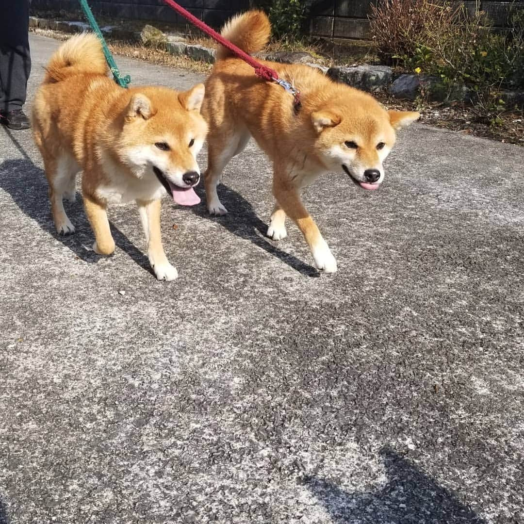 柴犬たま Shibainu Tamaさんのインスタグラム写真 - (柴犬たま Shibainu TamaInstagram)「散歩のお出迎え〜🐕💨  Caption trans🇬🇧 Welcome the family who returned from the walk🐕💨  #柴犬たま #たママ #たまーば #たま家族 #柴犬ミケ #ミケママ #柴犬コイ #柴犬トロ #柴犬ウニ #おしゅし兄弟 #お散歩 #仲良し兄弟 #仲良しファミリー #仲良し親子 #祖母と孫 #お出迎え #笑顔 #ふわもこ #かなりひし形 #影柴 #柴犬 #shiba #shibainu #shibastagram #犬 #dog #多頭飼い」1月15日 18時57分 - tama7653