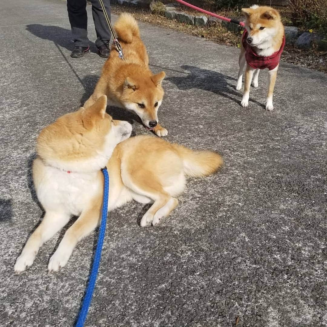 柴犬たま Shibainu Tamaさんのインスタグラム写真 - (柴犬たま Shibainu TamaInstagram)「散歩のお出迎え〜🐕💨  Caption trans🇬🇧 Welcome the family who returned from the walk🐕💨  #柴犬たま #たママ #たまーば #たま家族 #柴犬ミケ #ミケママ #柴犬コイ #柴犬トロ #柴犬ウニ #おしゅし兄弟 #お散歩 #仲良し兄弟 #仲良しファミリー #仲良し親子 #祖母と孫 #お出迎え #笑顔 #ふわもこ #かなりひし形 #影柴 #柴犬 #shiba #shibainu #shibastagram #犬 #dog #多頭飼い」1月15日 18時57分 - tama7653