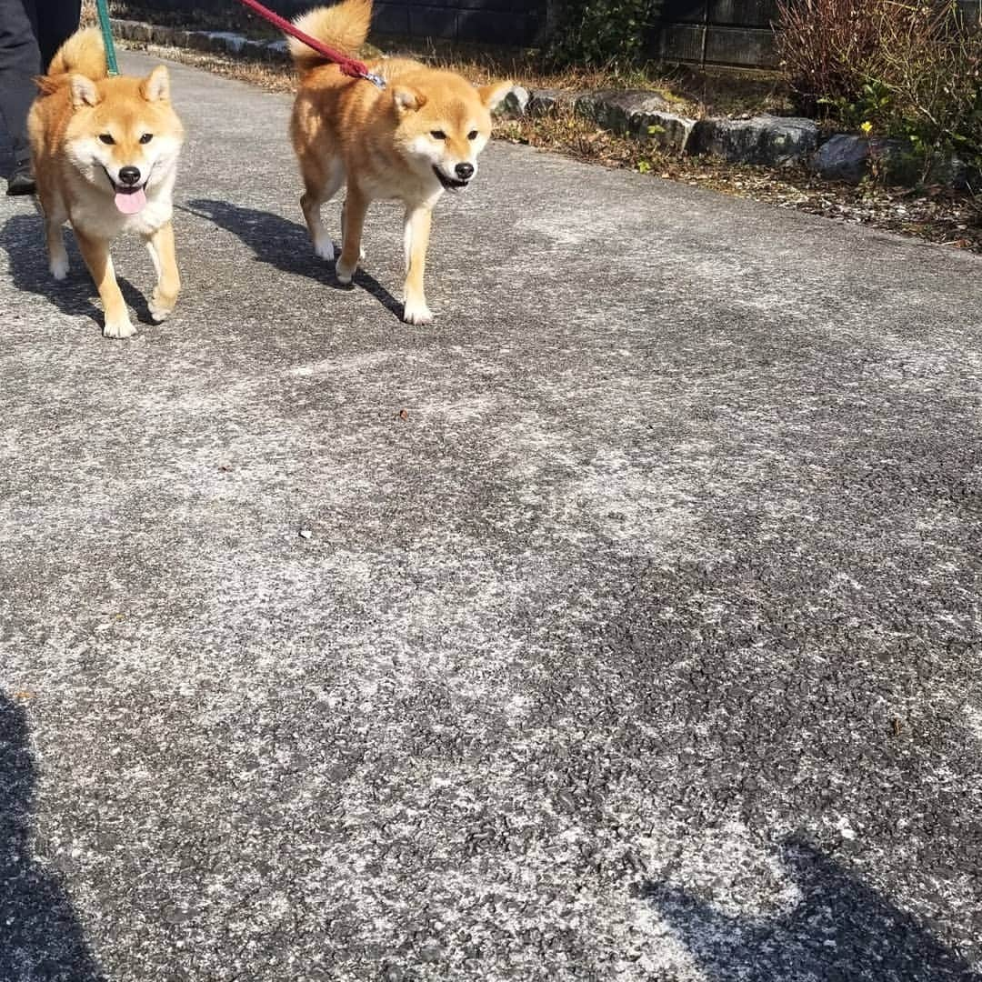 柴犬たま Shibainu Tamaさんのインスタグラム写真 - (柴犬たま Shibainu TamaInstagram)「散歩のお出迎え〜🐕💨  Caption trans🇬🇧 Welcome the family who returned from the walk🐕💨  #柴犬たま #たママ #たまーば #たま家族 #柴犬ミケ #ミケママ #柴犬コイ #柴犬トロ #柴犬ウニ #おしゅし兄弟 #お散歩 #仲良し兄弟 #仲良しファミリー #仲良し親子 #祖母と孫 #お出迎え #笑顔 #ふわもこ #かなりひし形 #影柴 #柴犬 #shiba #shibainu #shibastagram #犬 #dog #多頭飼い」1月15日 18時57分 - tama7653